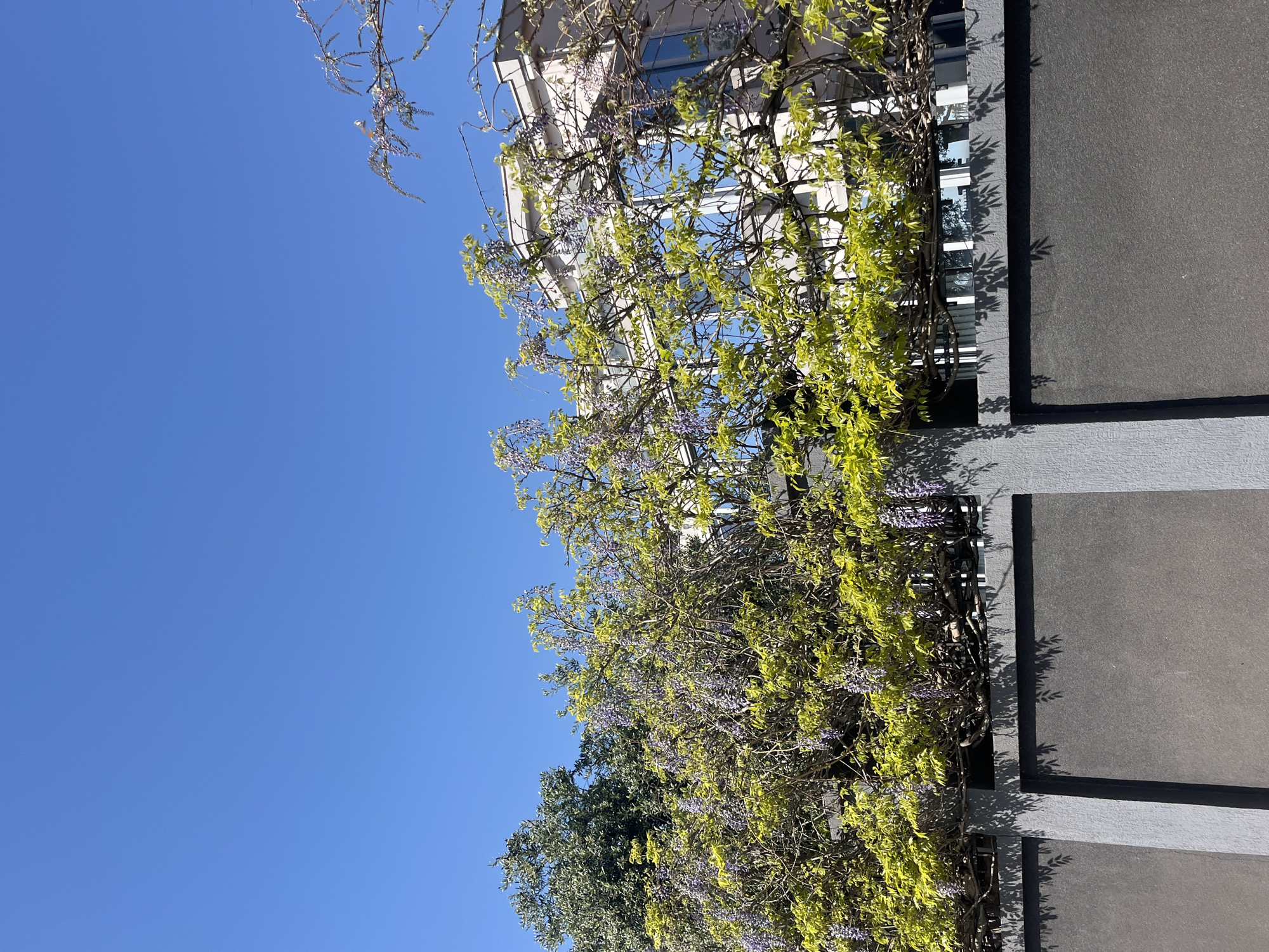 A vertical-oriented image presents a building façade entwined with flowering vines against a bright blue sky, potentially located in Bečići, Montenegro. The building is partly visible with white or light-colored walls and visible windows reflecting the sky. Grey textured panels form a structural element, possibly part of the building's exterior design. A climbing vine, likely wisteria, covers a significant portion of the building. It has light green foliage and delicate purple flower clusters. A deciduous tree is present at the bottom left of the frame. The sky is clear and blue. Strong sunlight is evident.