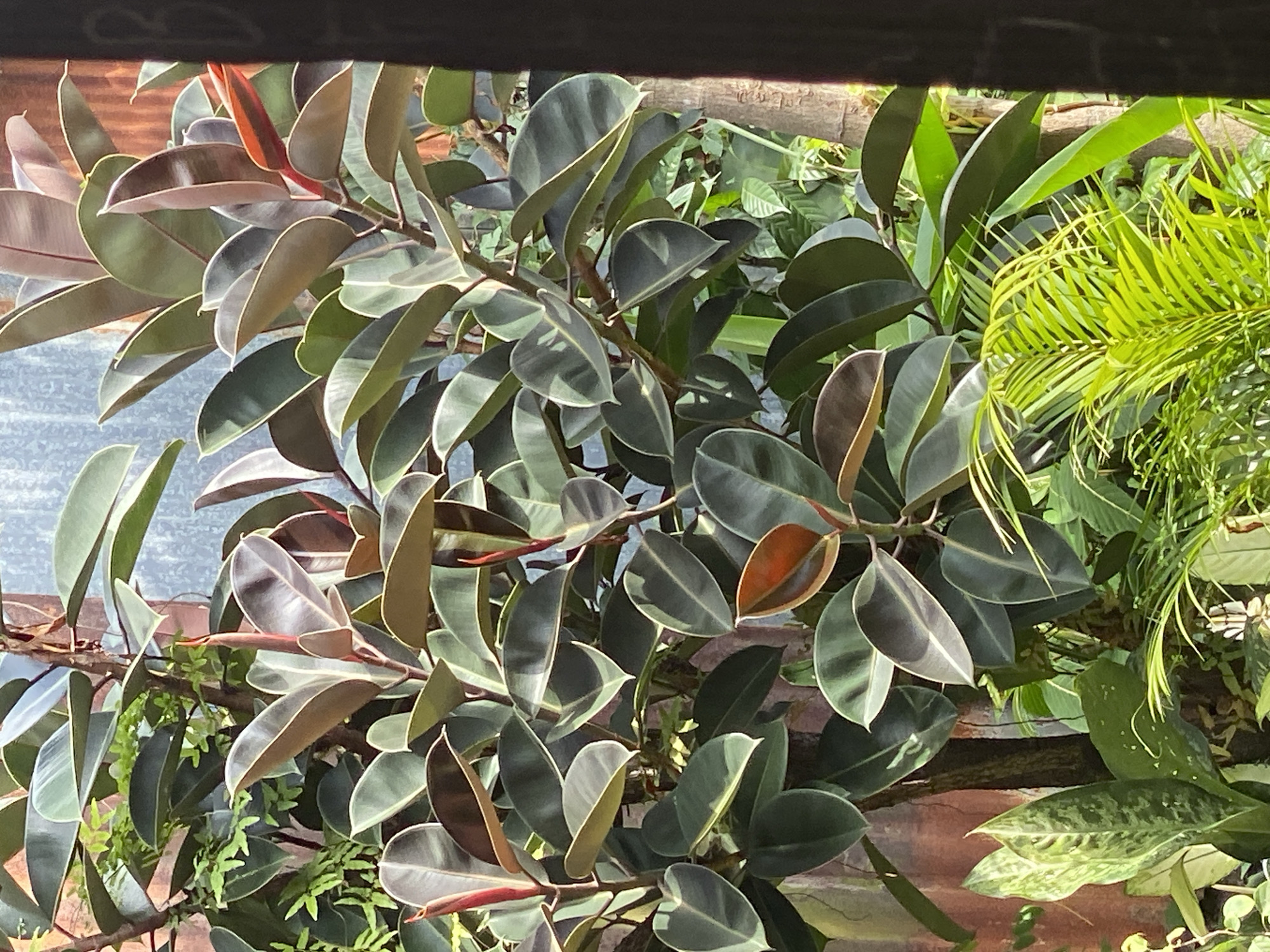 A medium shot captures a cluster of lush green and maroon foliage, predominantly a rubber plant, set against a textured, corrugated metal background. The lighting suggests it is daytime, with sunlight casting shadows and highlighting the glossy leaves of the rubber plant. In the foreground, feathery green palm fronds are visible, adding to the dense tropical plant life. The setting appears to be an outdoor area, possibly a garden or a courtyard, given the presence of various plants and a rough, weathered wall. The composition is framed by a dark, vertical element on the right side of the image, which could be a wooden post or a window frame, partially obscuring the scene. The overall impression is one of vibrant, natural growth within an urban or semi-urban environment. This scene could be found in a residential yard, a public park, or along a pathway in Banjarmasin, Indonesia, known for its humid climate that supports such abundant plant life.