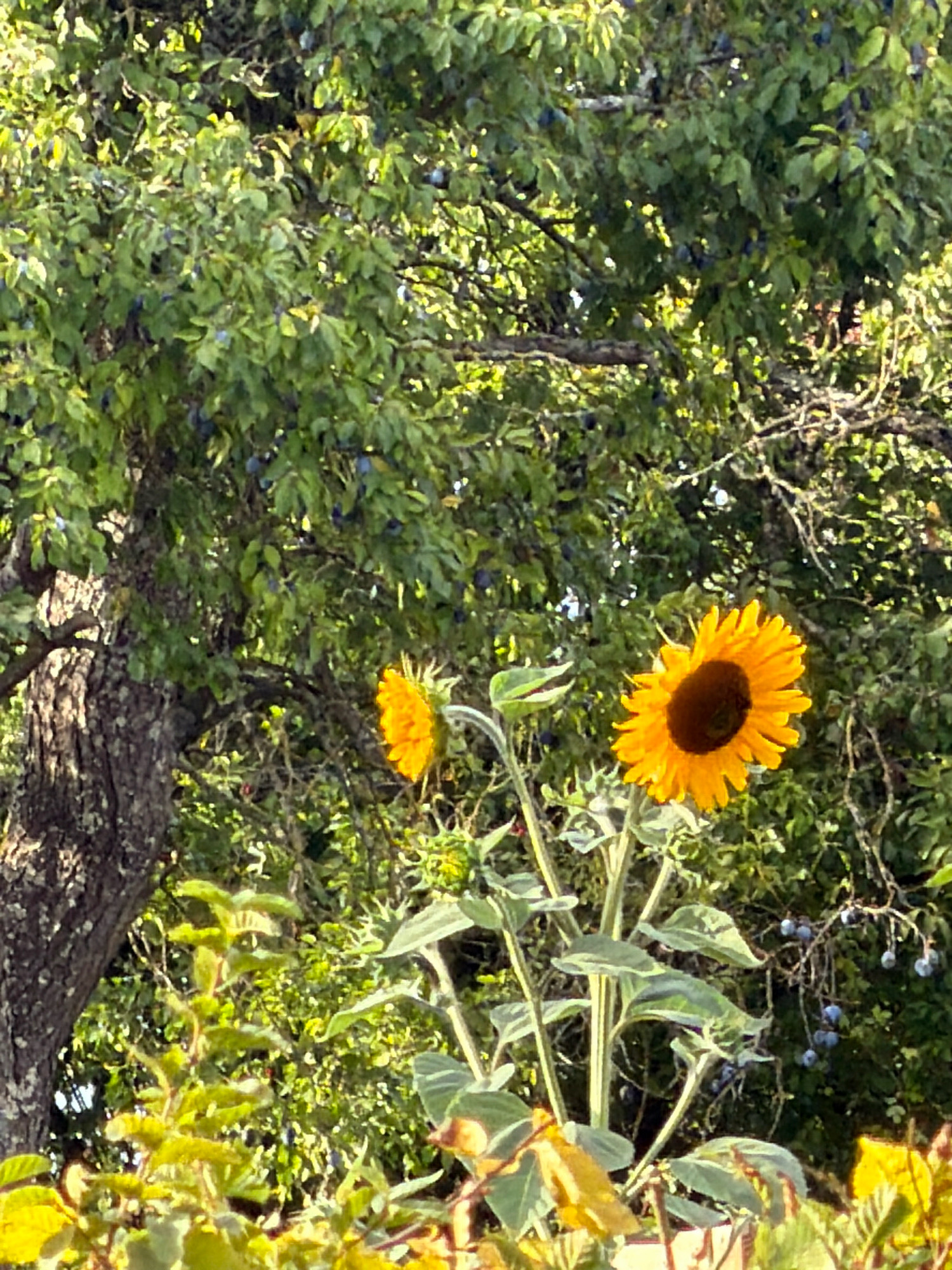 This image captures a close-up view of a sunflower in a natural setting, likely a garden or rural area. The sunflower, with its vibrant yellow petals and dark center, is the prominent subject. It is positioned in the foreground, slightly off-center to the right. Behind the sunflower, a large tree with a rough bark texture occupies the left side of the frame. The tree's branches are laden with green leaves and small, dark purple fruits, possibly plums or berries. The background is a dense canopy of foliage, with sunlight filtering through, creating a dappled effect. In the lower part of the image, other plants with green and yellow leaves are visible. The scene evokes a sense of nature and a pleasant, sunlit day. The image does not contain any people or visible actions. The location is not specified in the image, and therefore, its presence in Junglinster, Luxembourg, cannot be confirmed from the visual information alone.