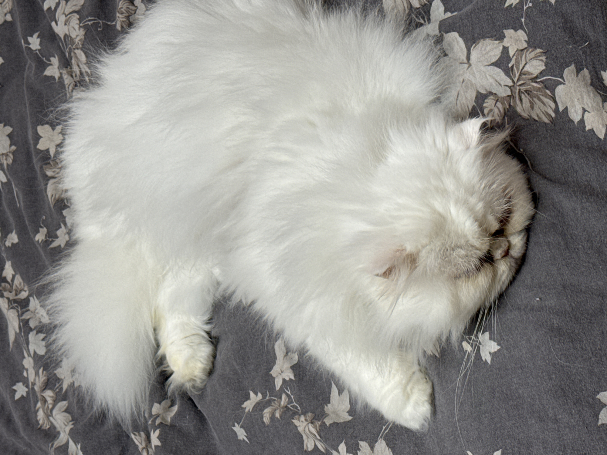 A white, long-haired cat is sleeping on a grey fabric surface patterned with stylized leaves. The cat is lying on its side, with its head near the right edge of the frame and its tail toward the left. The cat's fur appears fluffy and dense. The background fabric has a grey base with a repeating pattern of pale leaves and small flowers. There are no indications that this image was taken in the city of Burgas, Bulgaria.