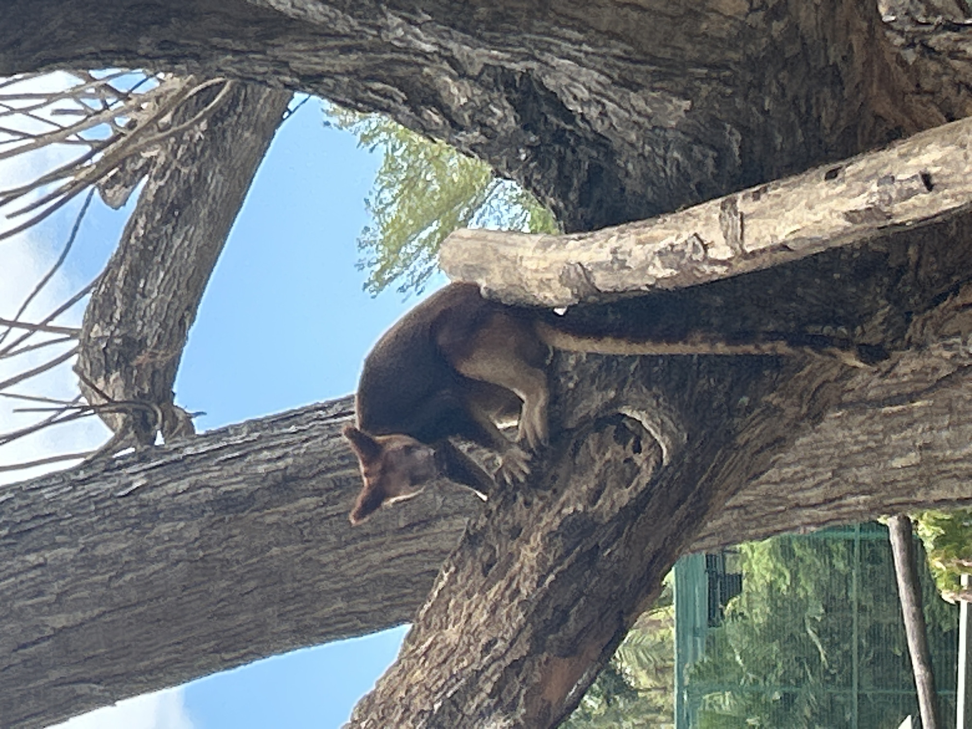 A tree kangaroo is perched on a thick branch of a large tree, its body angled towards the camera. The animal has reddish-brown fur on its back and head, and lighter fur on its underside. Its ears are prominent and stand upright. Its paws are grasping the rough bark of the tree. The tree has a thick, textured trunk and substantial branches. In the background, the sky is blue with scattered clouds, and lush green foliage is visible, along with some man-made fencing that could indicate an enclosure. The image appears to be taken outdoors in a natural or semi-natural habitat.