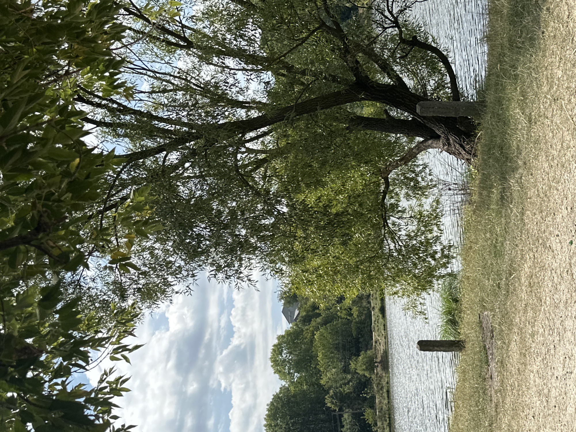 In the city of Makiv, Ukraine, a serene lakeside scene unfolds. A large willow tree, its branches laden with green leaves, dominates the right side of the frame, casting dappled shadows. The water of the lake shimmers under a partly cloudy sky, reflecting the lush green foliage of trees lining the distant shore. In the foreground, dry grass covers the ground, with two weathered stone posts standing sentinel near the water's edge. The overall atmosphere is one of tranquility and natural beauty.