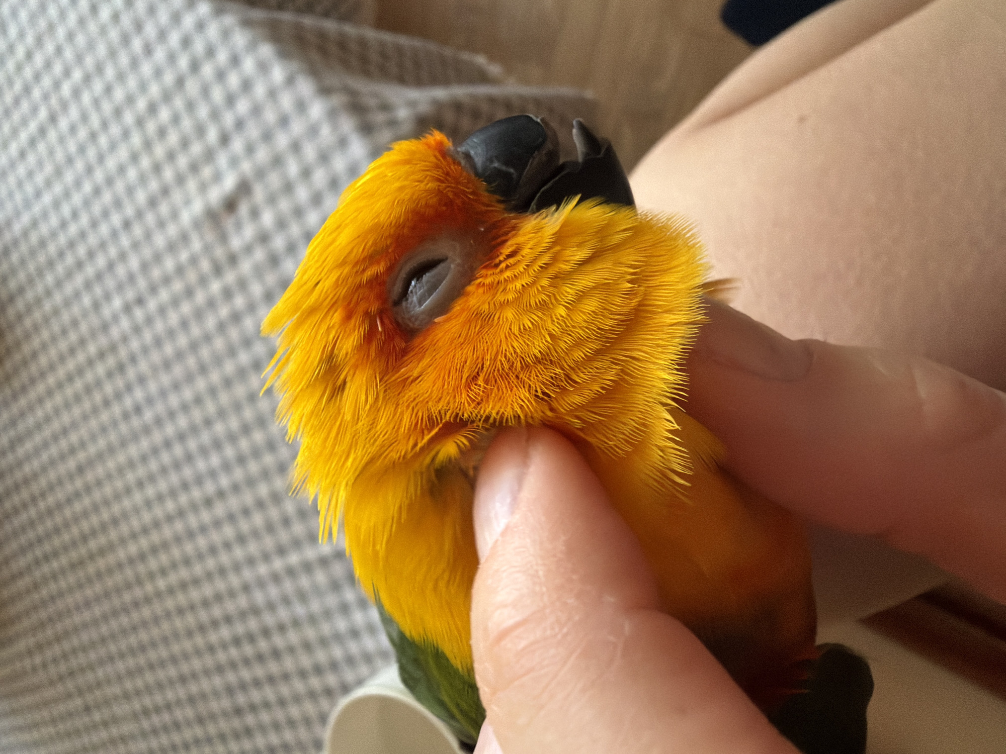A close-up image shows a person's hand gently holding a sun conure. The bird is mostly yellow with some green visible on its lower body, and it has a black beak. Its eyes are closed, suggesting it is relaxed. The background includes a patterned material, possibly a blanket or upholstery. There is no indication of the location being Khimki, Russia, or any other specific city.