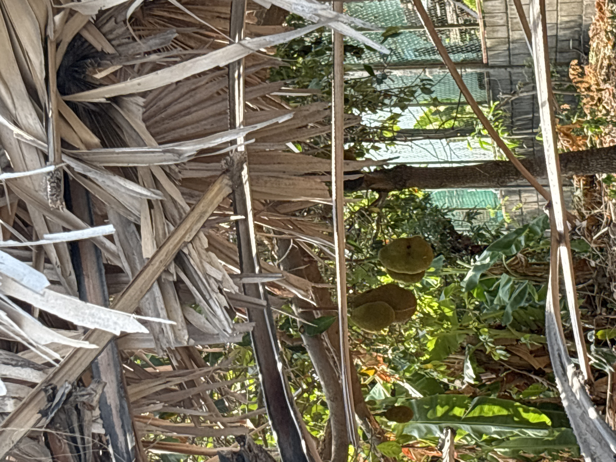 This outdoor shot, possibly taken in Baan Chaweng, Thailand, features a mix of natural and constructed elements. The foreground has a section of dried palm thatch construction, possibly a roof or wall. Behind this are fruit trees, and some objects, but the quality is not high enough to make them out. The overall image is in portrait orientation.
