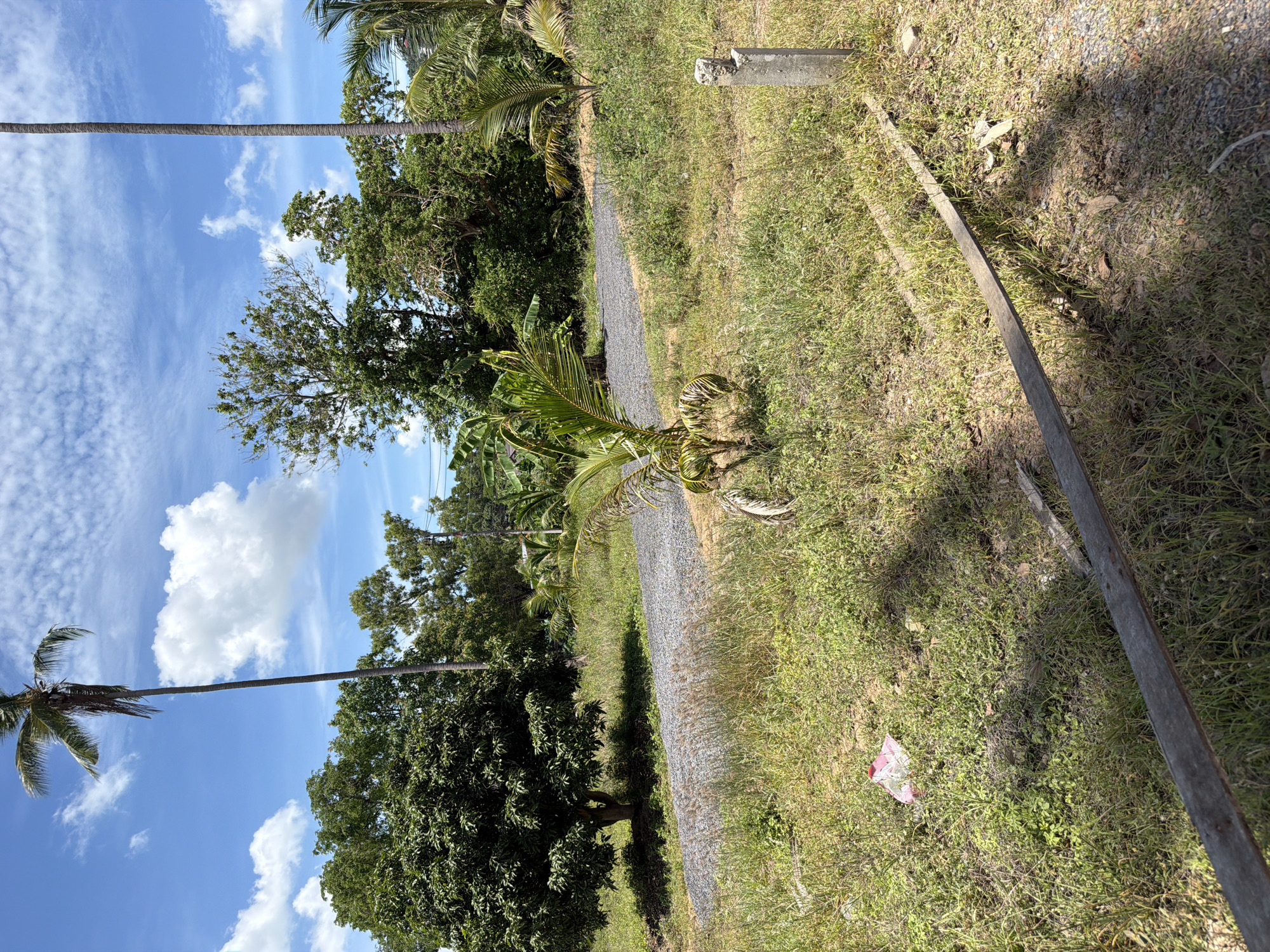 The image depicts an outdoor scene in Baan Bo Phut, Thailand. The environment is characterized by lush green vegetation, including trees, bushes, and tall grasses. A gravel path runs through the scene, bordered by the natural foliage. Several prominent elements are visible: a tall, slender palm tree stands out against a bright blue sky dotted with white clouds. Near the path, a young coconut palm sapling with wilting fronds is present, alongside a weathered concrete post. In the foreground, a wooden plank lies on the ground, partially covered by grass. A discarded pink plastic bag is also visible on the ground amidst the greenery. The scene appears to be undeveloped or in a state of transition, with a natural, slightly unkempt appearance.