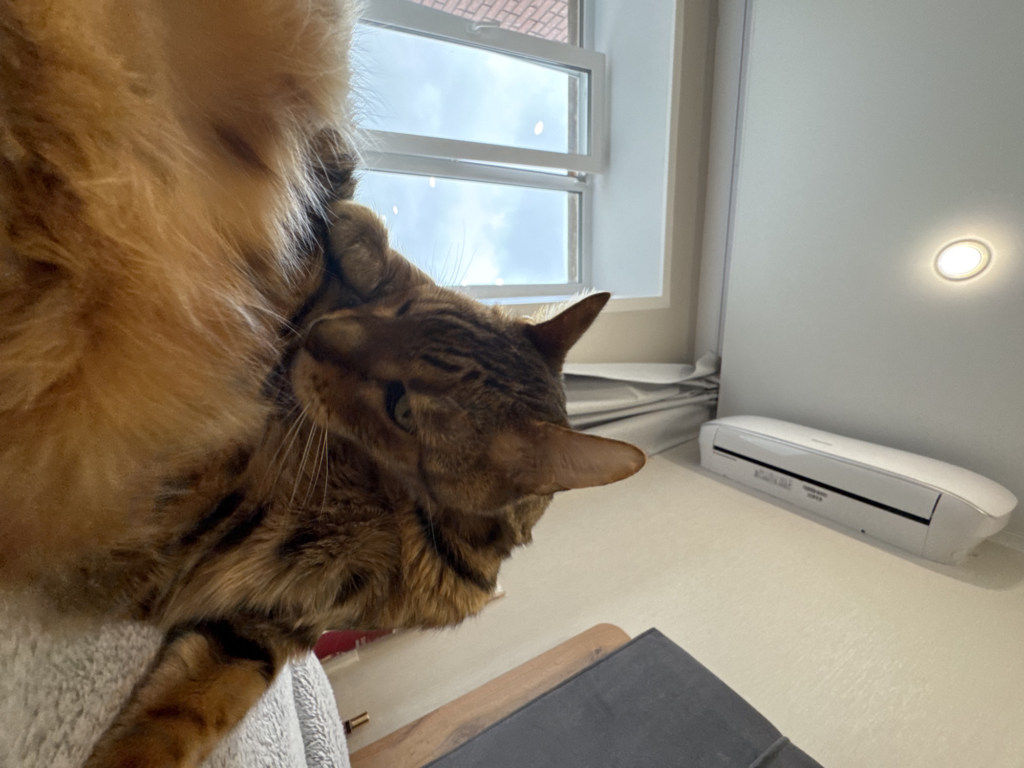 A brown tabby cat is grooming itself while lying down. The location appears to be indoors, with a window showing a cloudy sky. An air conditioning unit is mounted on the wall. A desk or table is visible below the cat.