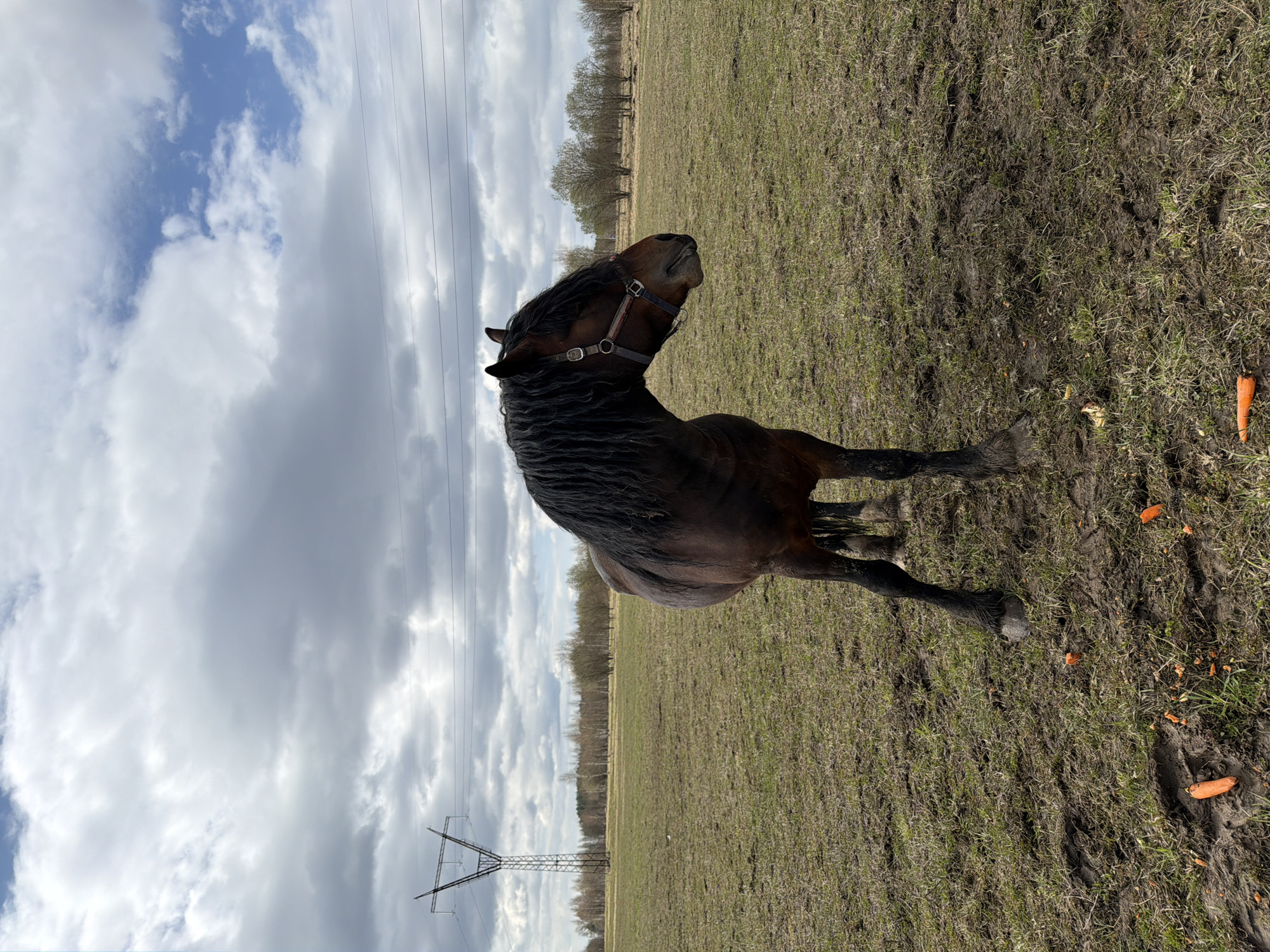 A brown horse with a thick, dark mane stands in a grassy field. The horse is wearing a halter. Scattered carrots are on the ground near the horse's legs. Overhead power lines and a transmission tower are visible in the distance, under a sky with scattered clouds. Based on the request, the scene is located in the city of Пролетарский, Russia.