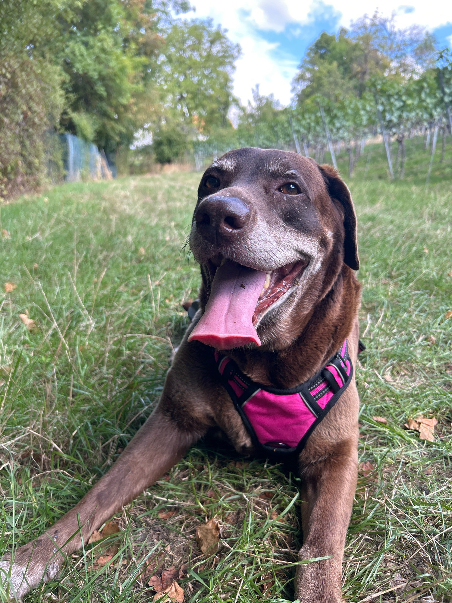 A brown Labrador dog with its tongue hanging out is lying on the grass in a park. The dog is wearing a pink harness. The background shows trees and a cloudy sky. The image appears to have been taken outdoors in a natural setting.