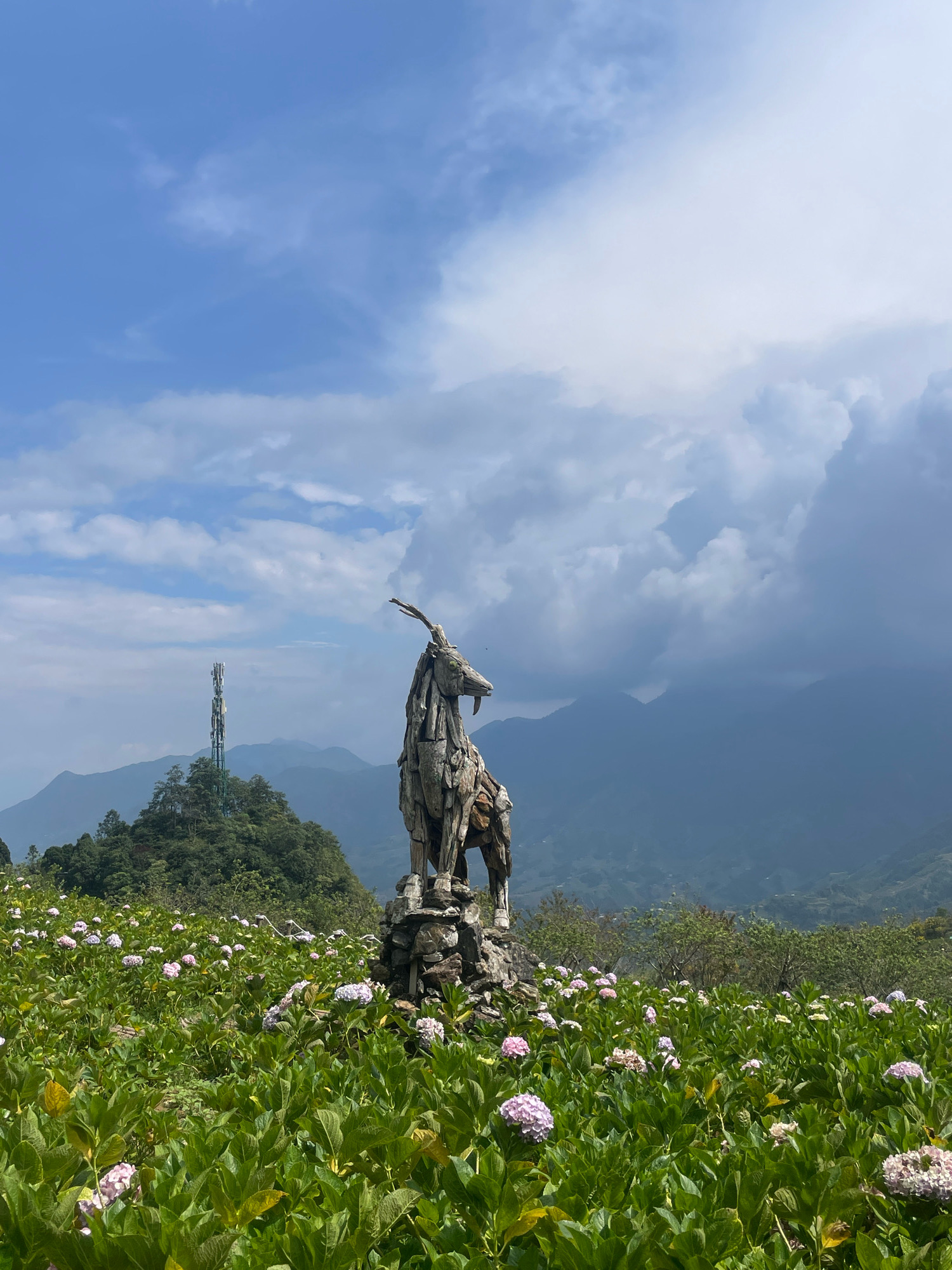 This is a medium-angle, eye-level, outdoor photograph taken on a day with clouds and blue sky. The scene is set in Sa Pa Ward, Vietnam, a mountainous region known for its scenic beauty and terraced fields.
In the foreground, a field of hydrangeas blooms with flowers in various shades of pink and purple, interspersed with lush green foliage. The flowers are in different stages of bloom, with some appearing to be past their prime.
Dominating the midground is a rustic sculpture of a goat, seemingly made from weathered wood and stones. The goat sculpture is positioned on a rocky base and faces to the right, with its head tilted slightly upwards. Behind the sculpture, a telecommunications tower is visible atop a verdant, tree-covered hill.
In the background, layered mountain ranges recede into the distance, with the furthest peaks shrouded in a soft, atmospheric haze. The sky above is a mix of bright blue patches and dramatic, greyish-white clouds, suggesting a dynamic weather pattern. The overall impression is one of a natural landscape with a touch of artisanal artistry. No people are visible in the frame.