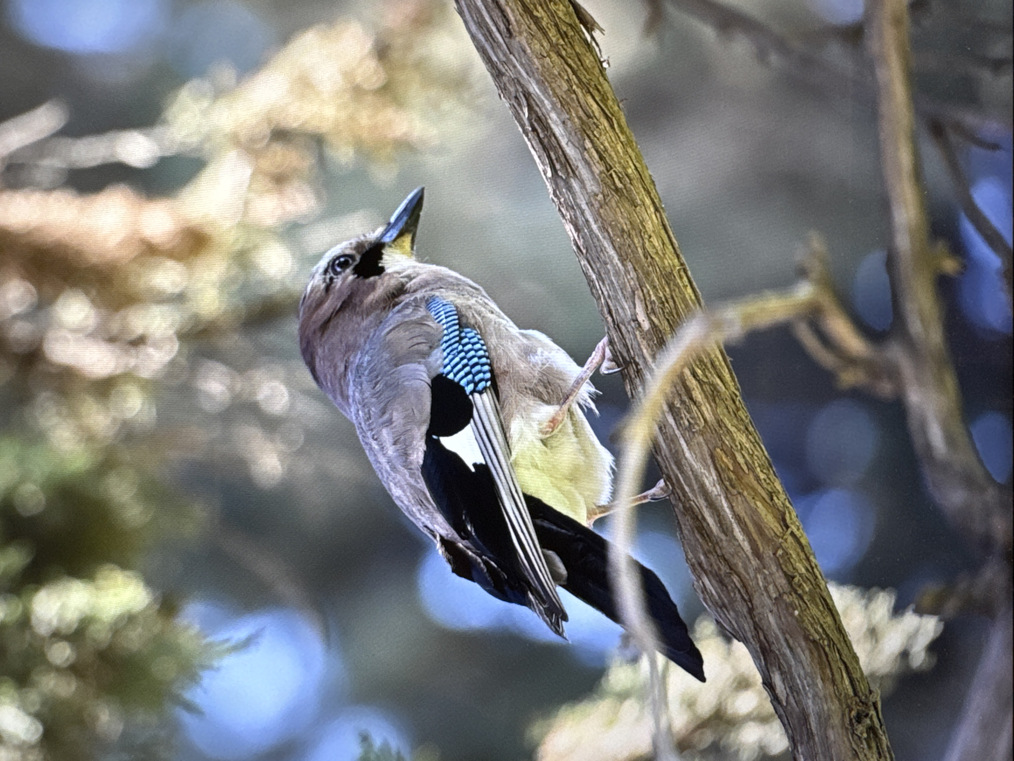 A Eurasian Jay (Garrulus glandarius) is perched on a tree branch. The bird is predominantly brown and grey with distinctive blue wing patches and black and white markings on its tail. Its beak is pointed, and its eye is dark. The jay is positioned in the center of the frame, facing to the right. The background consists of out-of-focus foliage and branches, with areas of bright light, suggesting it is daytime. The specific location in Kallithea, Greece, is not discernible from the image.