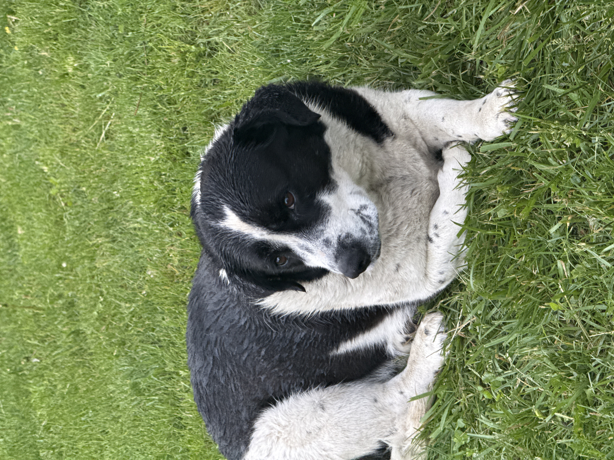 A black and white Border Collie dog is lying on green grass. The dog is curled up and looking directly at the camera. The fur is damp. The location is not discernible from the image.