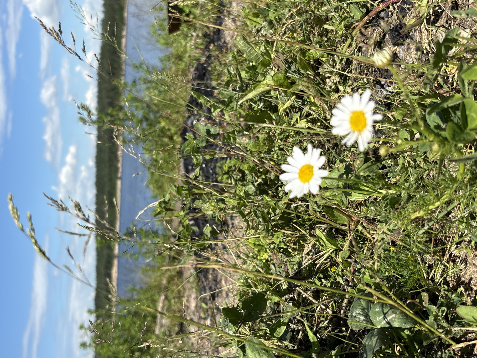 This is a close-up, low-angle, outdoor shot focusing on a patch of grass and wildflowers, with a body of water and a distant treeline under a partly cloudy blue sky in the background. In the foreground, several blades of tall, dry grass are prominently displayed, some out of focus. Two white daisies with yellow centers are in the mid-ground, with one in sharper focus than the other. A small, unopened daisy bud is also visible. The ground is covered with dry grass, dirt, and scattered dark debris, possibly charcoal from a fire. The mid-ground shows lush green foliage and more wildflowers. The background reveals a wide, calm body of blue water, with a dense, dark green treeline on the far shore. The sky above is blue with scattered white, fluffy clouds. The scene appears to be a natural setting, possibly a lakeside or riverbank, in a rural or undeveloped area. There are no people, animals, or specific man-made structures visible that would indicate a precise location within Manushkino, Russia, beyond the general natural landscape.