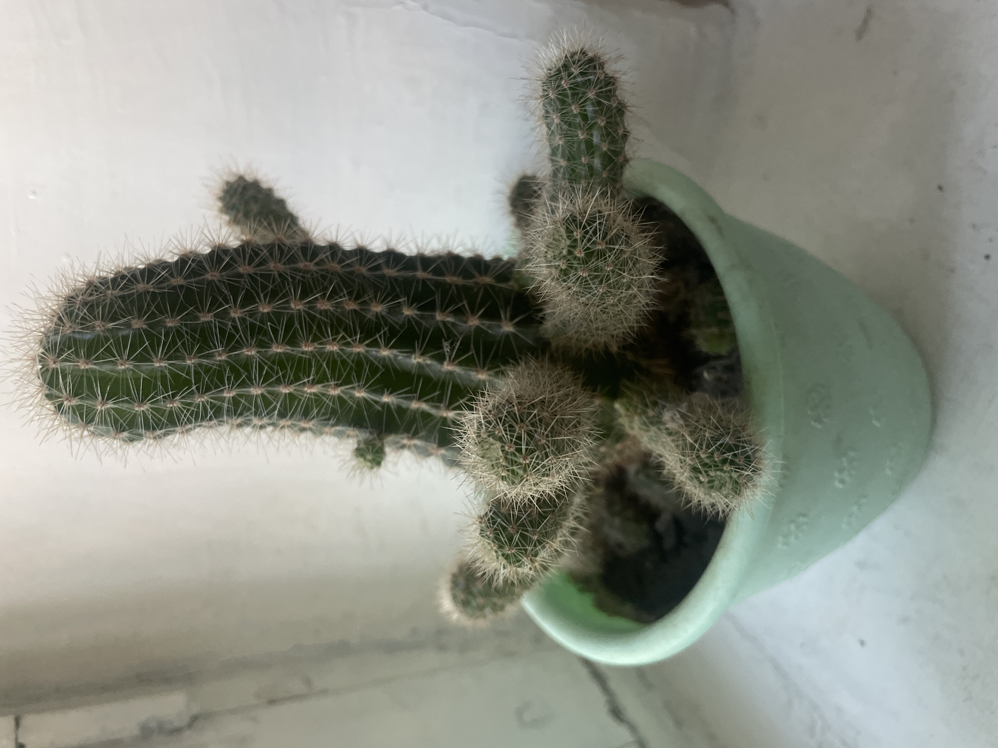 This is a top-down, slightly angled, close-up photograph of a potted cactus. The main subject is a thin, cylindrical cactus with prominent spines, stretching horizontally across the frame. Several smaller, offset stems sprout from its base and sides. The cactus is planted in a light green, ceramic pot with a slightly textured surface. The pot is situated on a white, textured surface, possibly a windowsill or ledge. The background is a blur of white and grey, suggesting an indoor environment with diffused light. The lighting appears to be from above and slightly to the right, casting soft shadows. There are no people visible, nor any indication of a specific time of day or weather conditions. The overall impression is one of a still life, showcasing a common houseplant. The location context of Dnipro, Ukraine, does not provide any visually discernible cues within the image itself. There is no visible text in the image.