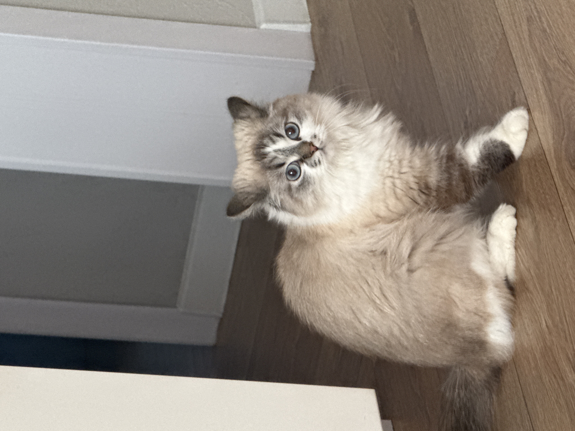A light-colored, fluffy cat with blue eyes is lying on a wood-look floor. The cat is oriented with its head tilted upward and its gaze directed toward the camera. A white object is in the lower-left corner of the image, potentially part of a piece of furniture. Part of a white door or wall is in the background. There is no information that suggests the location to be in Rostov-on-Don, Russia.