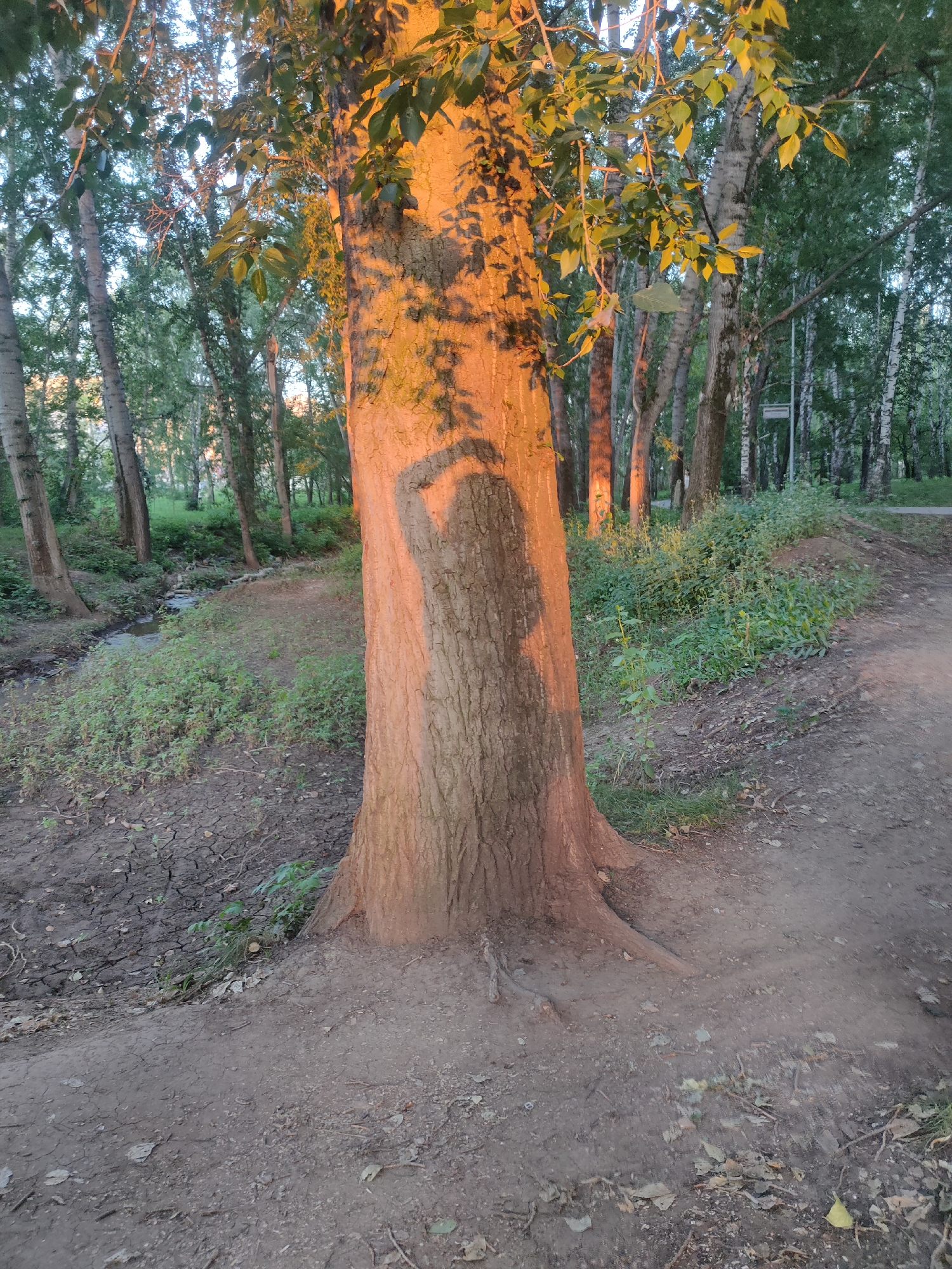 The image shows a sunlit tree trunk in a park, casting a shadow of a person holding a phone to take a selfie. The tree is in the foreground, with its bark textured and illuminated by warm, golden light. To the left of the tree, a small stream flows through dry, cracked earth and green vegetation. In the background, a path winds through a forest of birch and other trees, with some sunlight filtering through the leaves. The setting appears to be a natural area within or on the outskirts of the city of Oktyabrsky, Russia, likely a park or nature reserve.