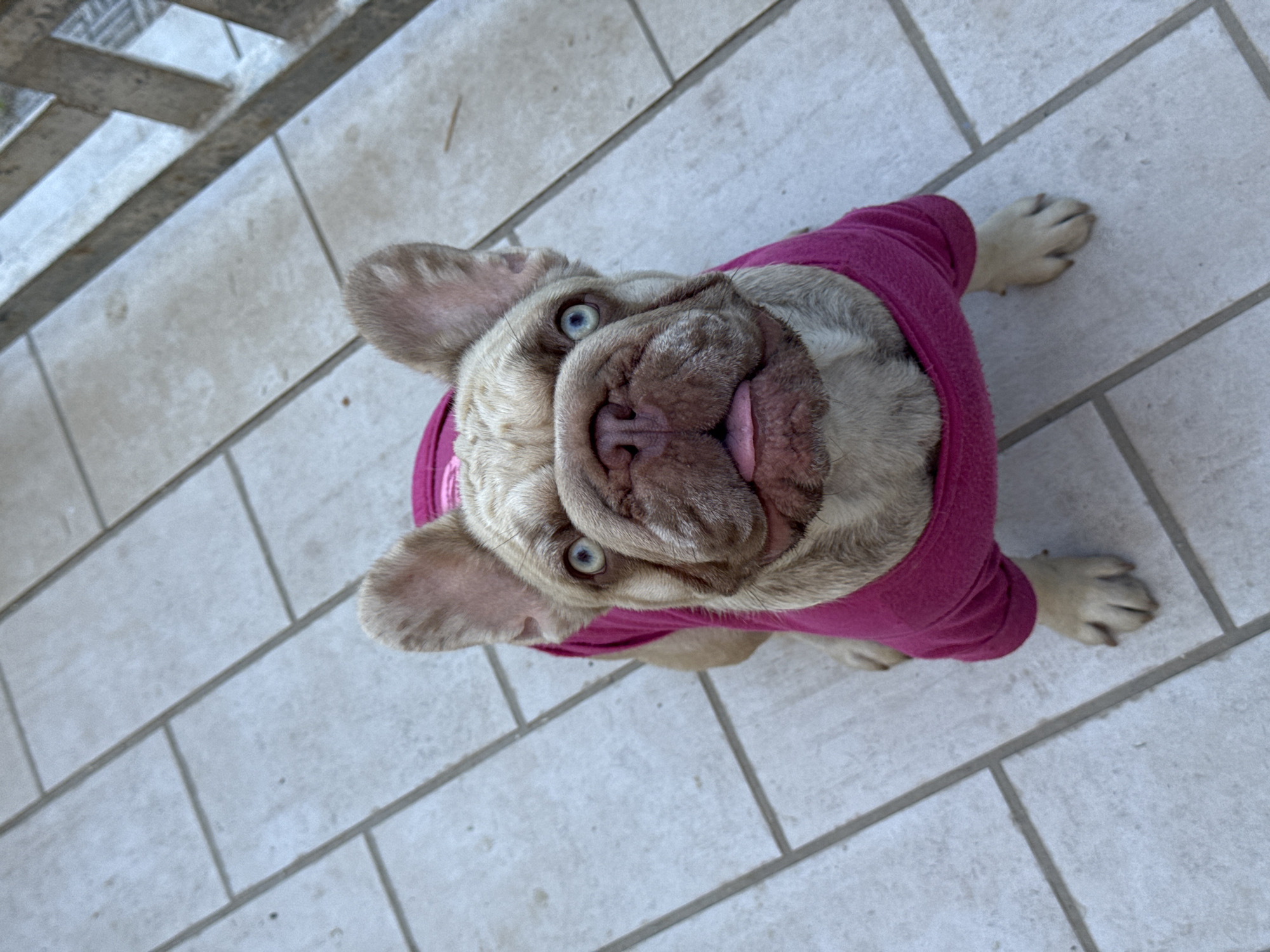 This image shows a fawn-colored French Bulldog wearing a fuchsia-pink sweater. The dog is lying on a patio or walkway made of light-colored, rectangular tiles. The camera is positioned directly above the dog, looking down. The dog's head is tilted, and its tongue is slightly sticking out. Its eyes are a striking blue. To the upper left of the image, a wooden structure, possibly a fence or part of a deck, is visible. The tiles suggest an outdoor setting. The lighting indicates it is daytime, likely outdoors. The overall impression is of a playful and perhaps curious dog. There is no visible text in the image.