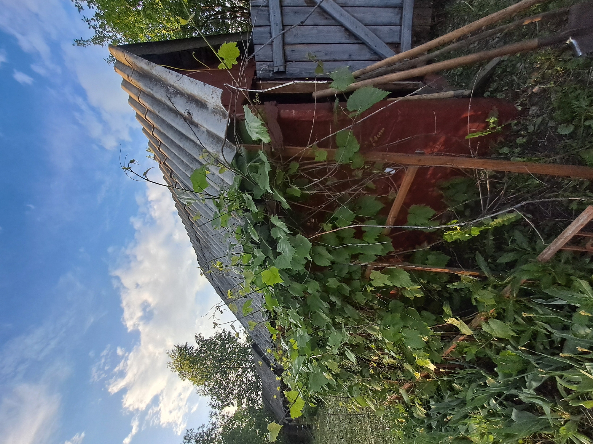The image displays a rustic outdoor scene, likely a garden or allotment in a rural setting such as Polianki, Russia. The perspective is tilted, with a bright blue sky, adorned with scattered white clouds, occupying the left side of the frame (when viewed correctly, it would be the top).
A weathered shed or outbuilding dominates the scene, positioned diagonally across the shot. Its roof is made of grey, corrugated material, possibly asbestos or fiber cement. The side of the structure, visible below the roofline, is a reddish-brown color, potentially painted metal or wood, and is largely obscured by dense, vibrant green foliage, strongly resembling grapevines or similar climbing plants with tendrils and broad leaves.
Towards the upper right of the building, a section of a wooden structure, possibly a door or panel, made of faded grey planks, is visible. Several garden tools with wooden handles, appearing to be shovels or rakes, lean against the right side of the shed, partially hidden by the surrounding greenery. The ground level, to the right of the shed, is covered with green grass and various other plants. In the background, through the foliage and against the sky, the tops of trees can be seen.
The lighting indicates bright daylight, suggesting a clear day in the late morning or early afternoon. No people are visible, and there is no discernable text. The overall impression is one of an established, somewhat overgrown garden space.