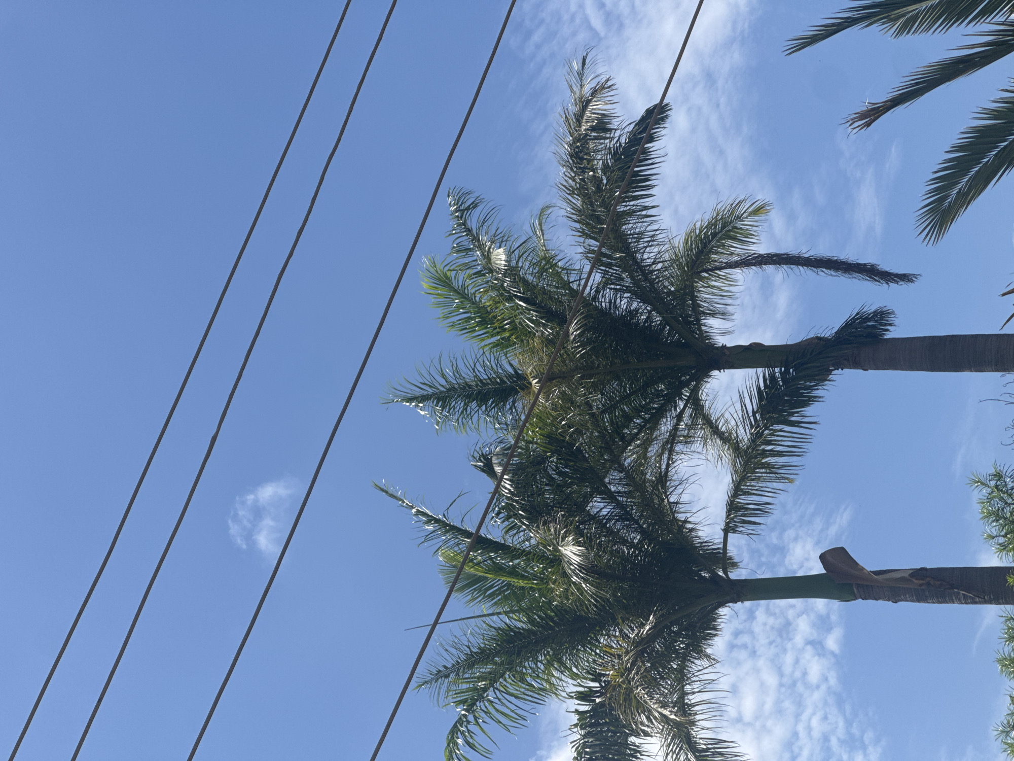 A bright blue sky with thin, wispy clouds is visible behind three palm trees and several power lines. The palm trees are green with long, frond-like leaves and brown, textured trunks. Two of the palm trees are in the foreground and are taller than the third, which is partially visible on the right side of the image. The power lines are dark and run horizontally across the top portion of the image. The bottom portion of the image shows the tops of some smaller green plants. The scene appears to be outdoors during the daytime.