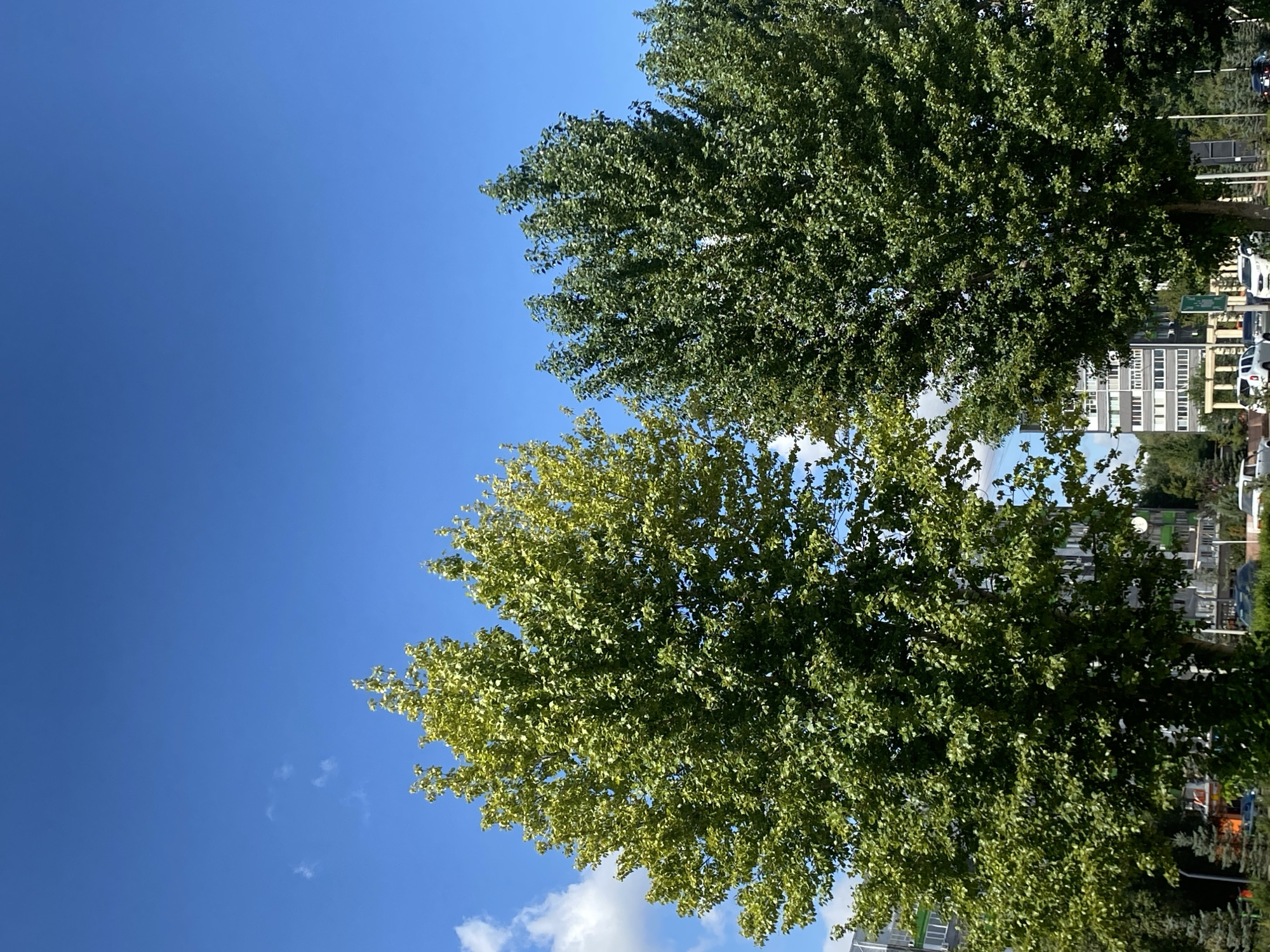 The image captures a bright, sunny day in Oral, Kazakhstan, with a clear blue sky dotted with a few wispy clouds. Two large, leafy trees dominate the foreground, their vibrant green foliage contrasting with the sky. The tree on the left appears to have a lighter, yellowish-green hue, while the tree on the right is a deeper, richer green. Behind the trees, modern buildings with gray and white facades are visible, suggesting an urban environment. Some smaller evergreen trees and streetlights are also present in the background. Several cars are parked and driving on a road that runs along the bottom of the frame, indicating a street scene. No people are clearly visible in the image. The overall impression is one of a typical day in a well-maintained urban area.