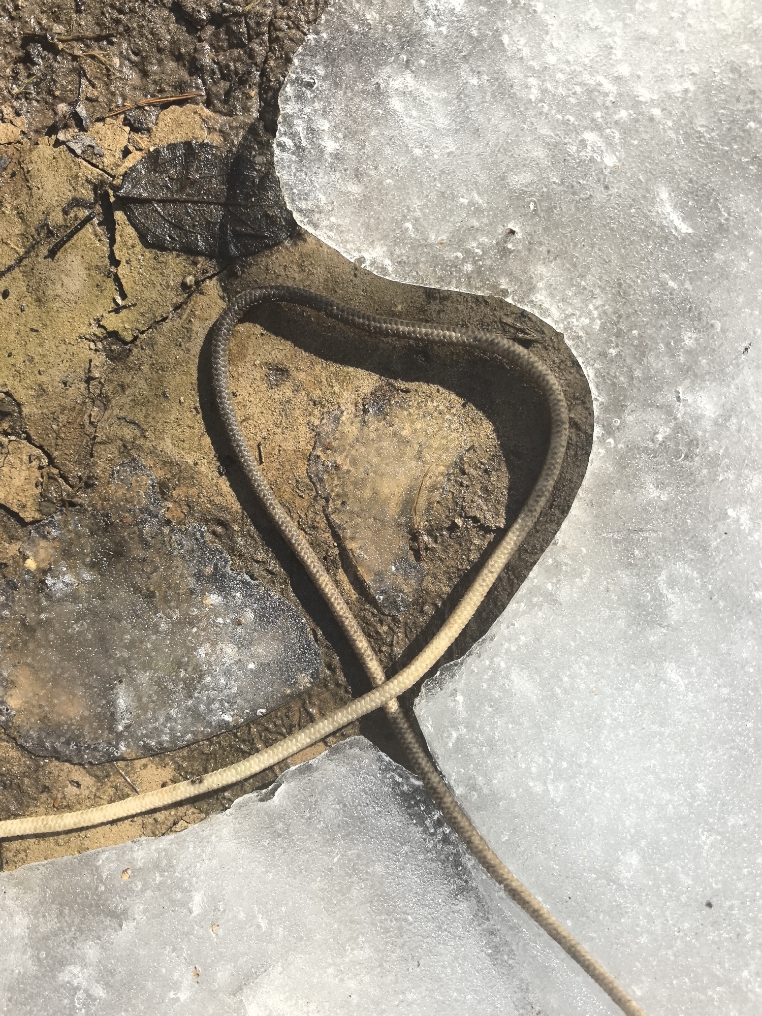 In Noviy, Russia, the scene depicts a light-colored braided rope or cord forming a distinct heart shape on an exposed patch of damp, textured earth. The earth, primarily brown and beige, exhibits cracks, minor debris including a pine needle, and a dark, flattened leaf impression. This irregular earth patch is partially encapsulated by an uneven sheet of translucent, bubbly ice, which covers the majority of the frame to the right and bottom. The upper curves of the rope's heart shape align closely with the curved edge of the ice. One end of the rope extends out of frame to the lower left, while the other extends to the lower right, crossing over the ice. A small, dark insect is visible on the rope near the lower curve of the heart. No people are present.