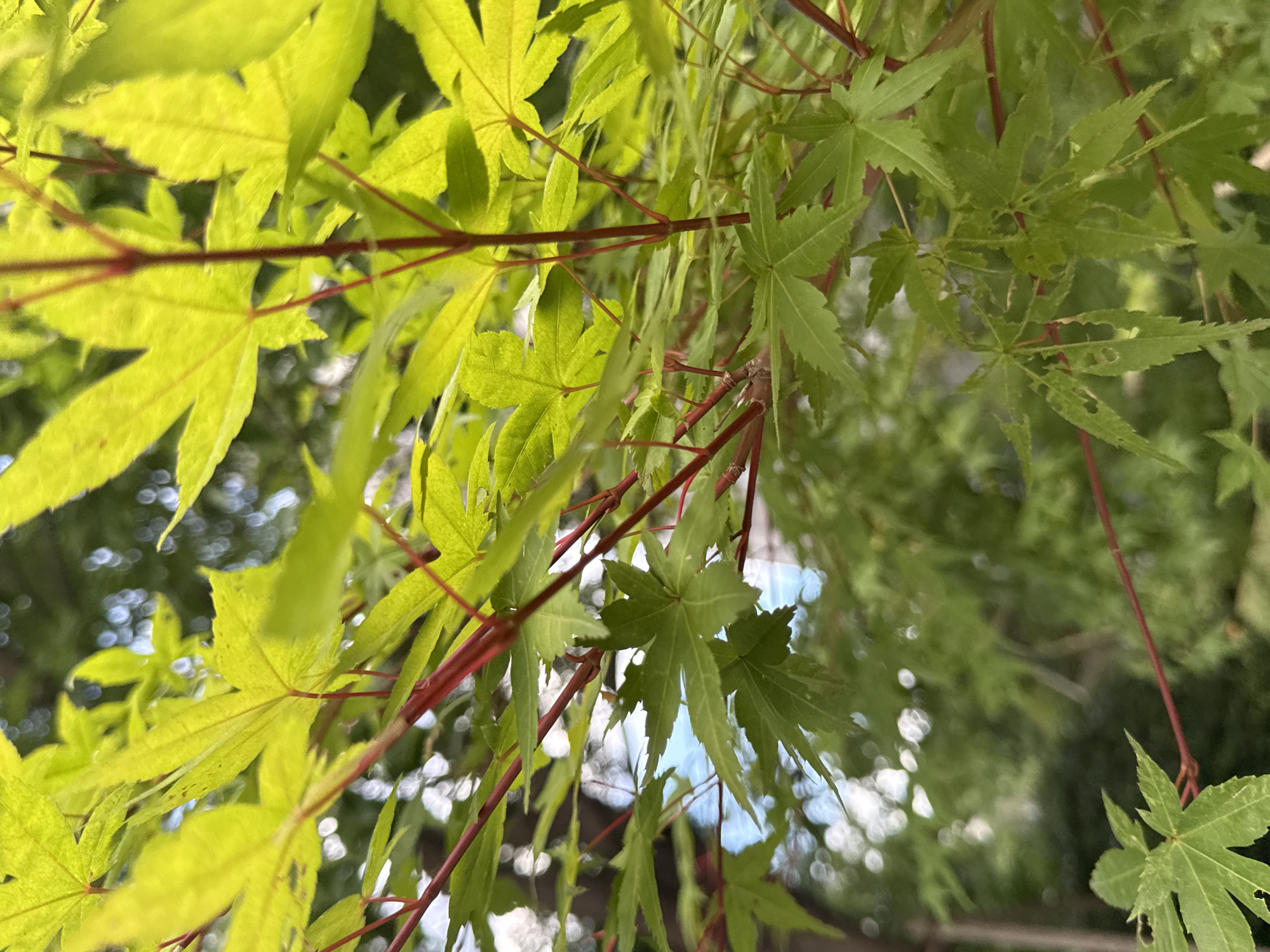 A close-up shot focuses on the vibrant green leaves of a Japanese maple tree, interspersed with thin, reddish-brown branches. The leaves exhibit a classic palmate shape with serrated edges. Some leaves are a bright, almost yellow-green, suggesting new growth or sun exposure, while others are a deeper green. A few leaves show small holes, indicative of insect damage. The background is softly blurred, depicting a natural outdoor environment with a dappled bokeh effect of light and darker foliage, possibly indicating a park or garden setting in Yiwu, China. The overall impression is one of natural beauty and the detail of foliage.