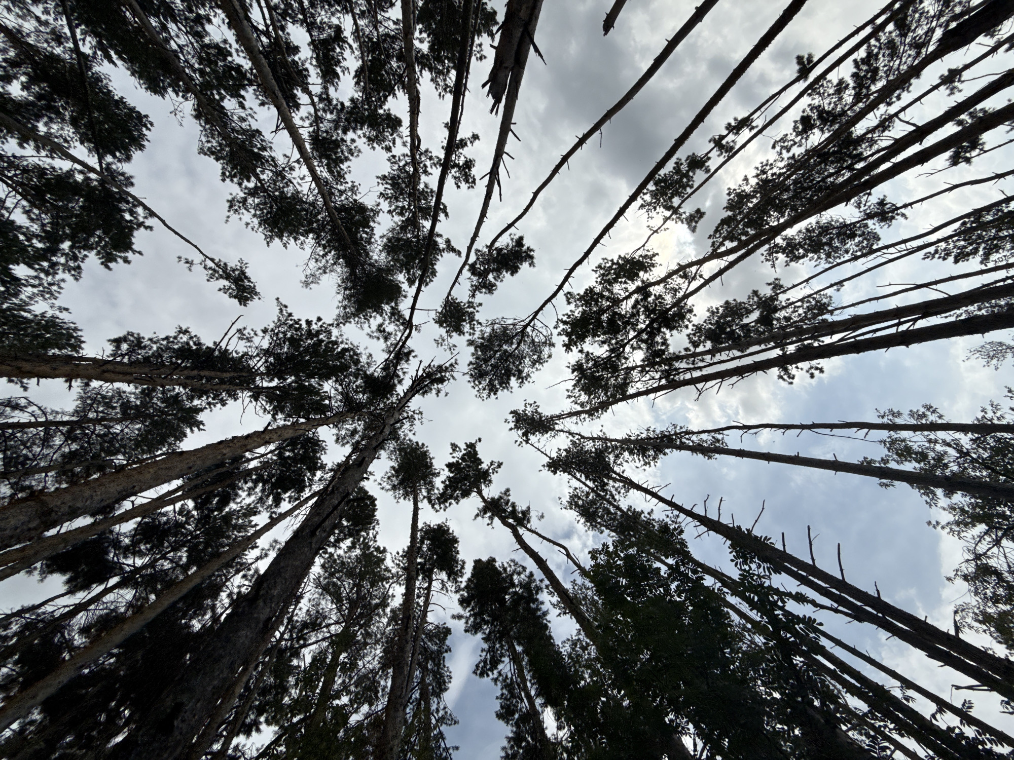 The image, captured from a low angle looking upwards, depicts a dense forest of tall pine trees. The sky above is overcast with grey clouds and patches of blue sky. The trees are silhouetted against the sky, with their dark green needles and rough bark visible. The perspective creates a sense of looking up through a canopy of branches. No people or specific urban elements are visible in the frame, suggesting a natural, possibly remote, forest environment. The location in the city of Подшивалово, Russia, implies this forest is part of the local landscape.