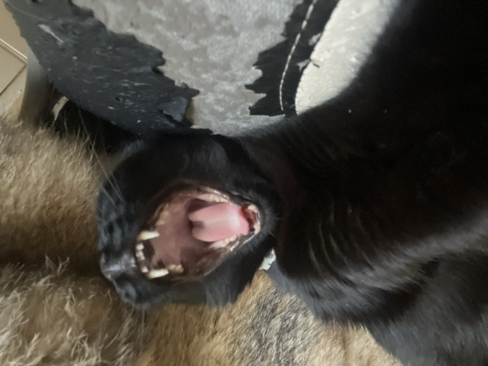 A black-furred domestic cat is depicted in a supine or recumbent position, with its head tilted upwards. Its mouth is wide open, revealing a pink tongue, white canines, and molars. The cat's body occupies the left and central portion of the frame. A blurred background of textured brown and gray fur or fabric is visible to the right and behind the cat's head. In the lower foreground, the cat rests on a black and white patterned surface, which appears to be worn or damaged upholstery. No discernible details within the image allow for the identification of a specific location in Buenos Aires, Argentina.