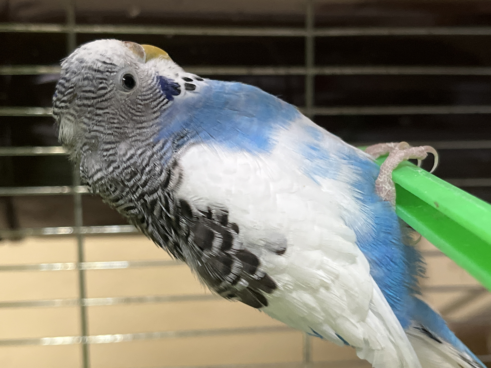 A budgerigar, primarily white and blue with gray barring on its head, is perched on a green plastic bar. The bird is likely in a cage based on the background which appears to be cage bars. The bird's body is oriented diagonally across the frame, its head turned toward the left. The background is blurry, indicating a shallow depth of field. The location cannot be determined from the image.