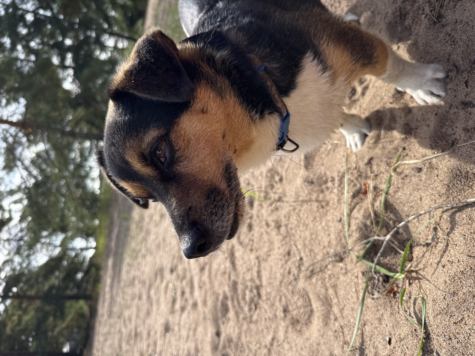 A medium shot captures a small dog standing on a sandy beach, with trees and sky in the blurred background. The dog, a tricolor with black, tan, and white fur, is facing left, its head turned slightly towards the viewer. Its eyes are brown, and its nose is black and wet. The dog wears a blue collar. The sand is light brown and textured with scattered blades of grass and small stones. The lighting suggests a sunny day. The location is identified as Ozerki (Krasnodolinskaya), Russia.