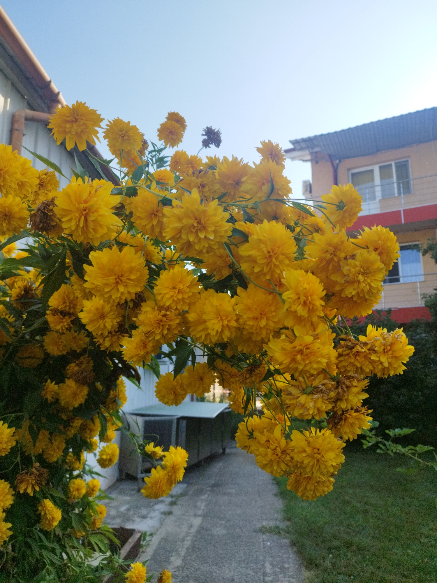A cluster of bright yellow, pom-pom like flowers hangs from branches, dominating the foreground of the image. The flowers are detailed and abundant, with many individual petals visible. In the background, a two-story building with a gray roof and light-colored walls is partially visible. A balcony with railings is present on the upper floor. To the left, a portion of a building with a gutter and downspout is seen. A paved pathway runs horizontally through the mid-ground, and to its right, a patch of green grass is visible. A dark brown planter box is in the lower left corner. The sky above is a clear, pale blue. The overall scene suggests an outdoor setting in a residential area, possibly a backyard or a garden, in Bucharest, Romania.