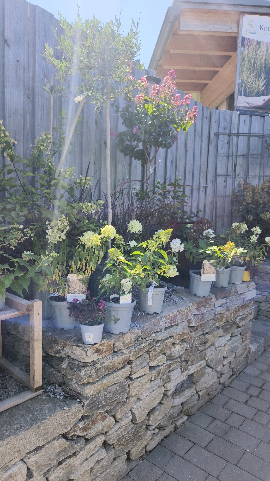 The image depicts an outdoor plant nursery setting in Langenlois, Austria. In the foreground, a low, roughly constructed stone wall is visible, with several potted plants arranged on top and behind it. These plants include hydrangeas with white and pale yellow blooms, as well as some darker foliage plants. Behind the wall, a wooden fence serves as a backdrop. Various trees and larger plants are positioned against the fence. Notably, there is an olive tree with sparse foliage and two thinner trees with clusters of pink flowers. Sunlight streams from the upper left, creating lens flare effects and highlighting the plants and fence. The ground in front of the wall appears to be paved with grey interlocking bricks, and to the left, a wooden shelf or display stand is partially visible. The overall scene suggests a retail space for garden plants, likely a nursery or a garden center.