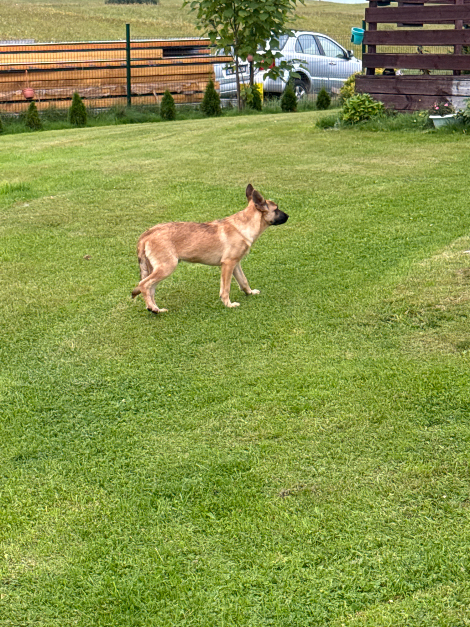 A medium-sized, short-haired dog with tan and brown markings stands on a lush green lawn. The dog is facing to the right of the frame, with its head turned slightly forward and its ears perked up. Its body is positioned with its front legs slightly apart and its hindquarters angled towards the camera. The background of the image shows a fence made of wooden planks, with some green foliage and trees visible beyond it. A silver car is parked behind the fence. In the distance, there is a hint of a building or structure. The setting appears to be a residential area in Galinė, Lithuania, likely a backyard or garden. The lighting suggests it is daytime.