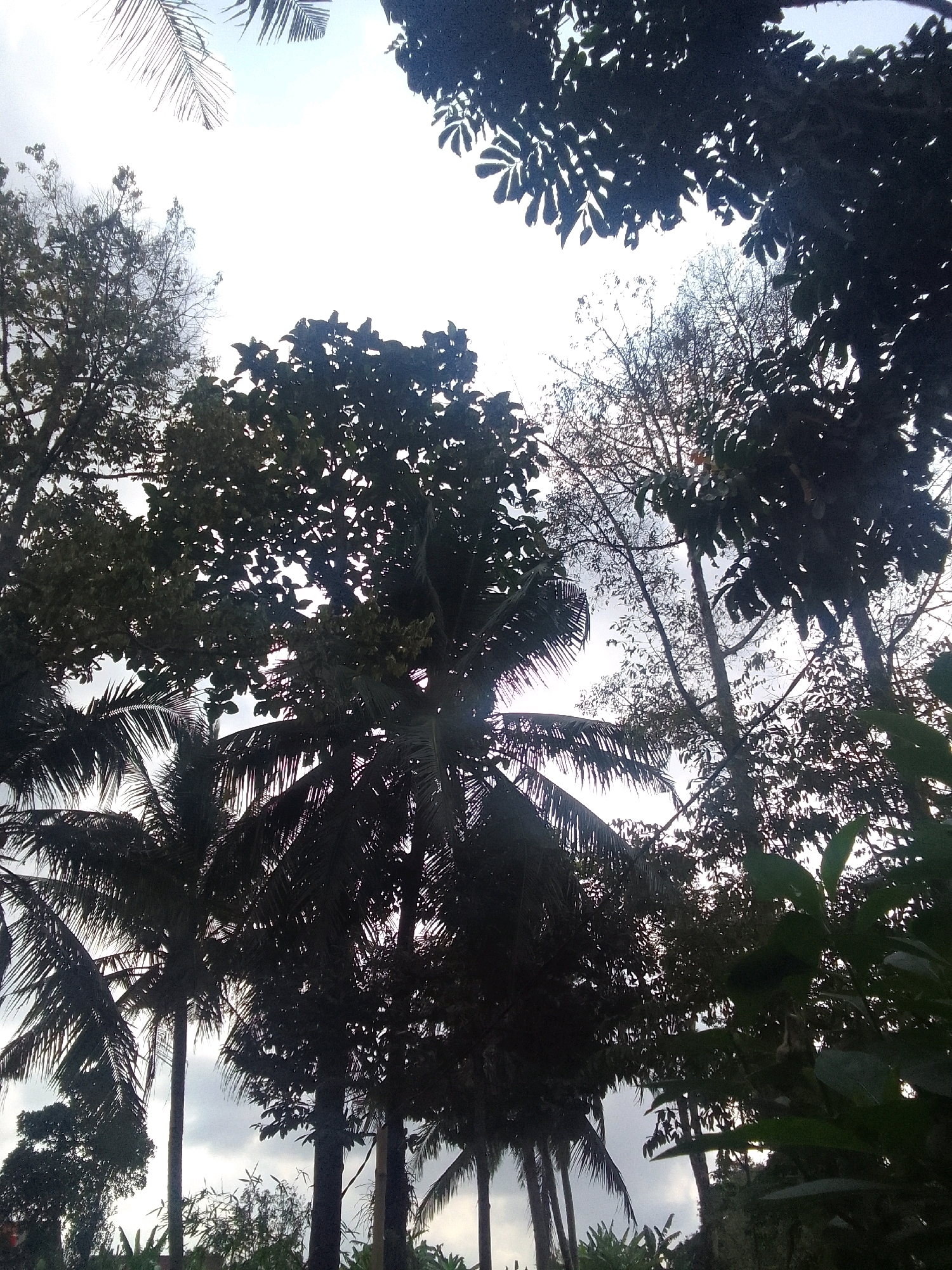 This image shows a view looking up into the canopy of various trees, with a bright sky in the background. Several palm trees with their distinctive fronds are visible, silhouetted against the sky. Other leafy trees, also mostly in silhouette, fill the frame. The overall lighting suggests it is either early morning or late afternoon, with the sun breaking through the foliage. The image was captured in Karangcegak, Indonesia. No people or animals are present in the image.