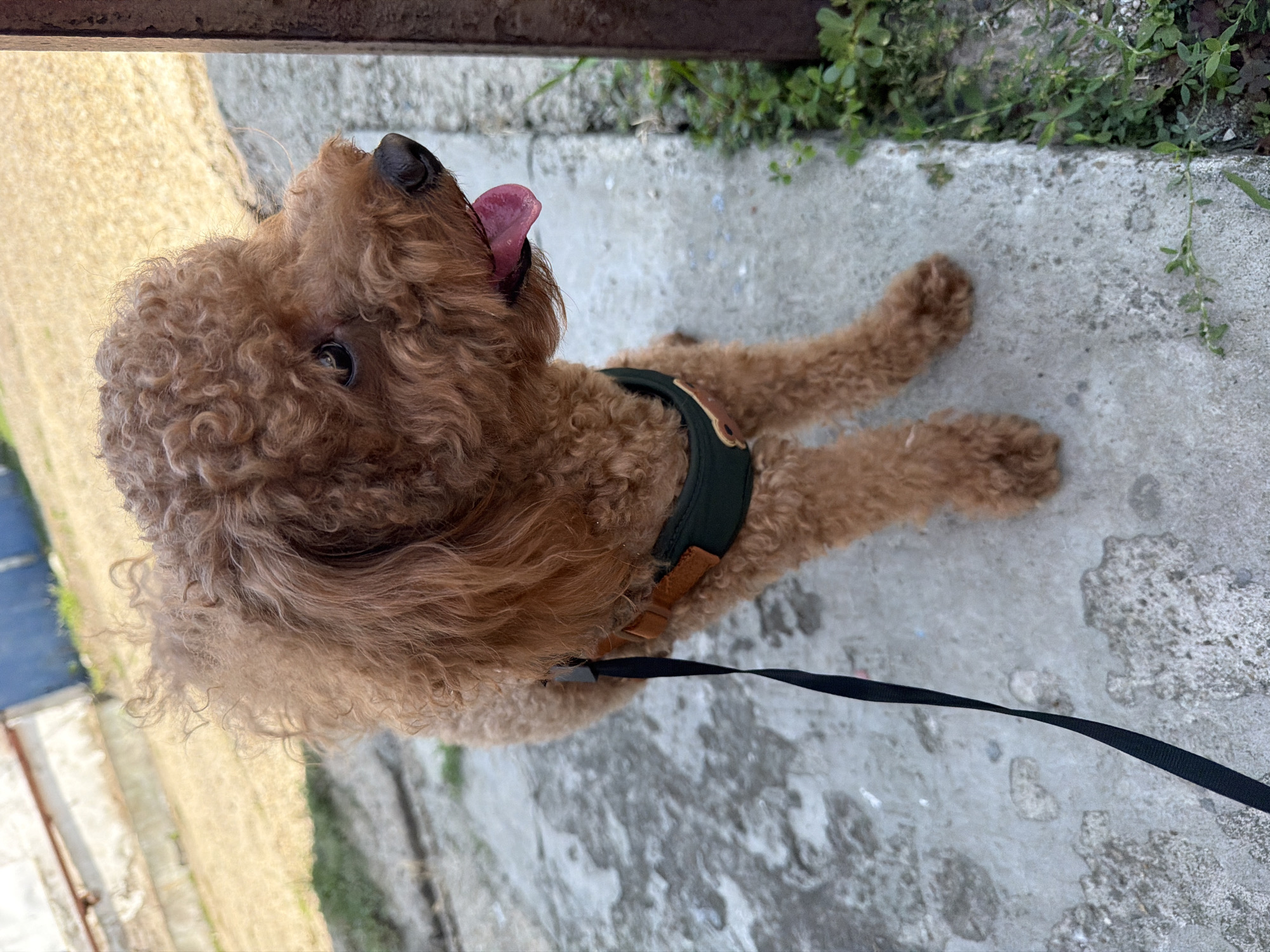 A medium shot shows a small, light brown poodle with curly fur sitting on a concrete surface outdoors. The dog is wearing a dark green harness with a brown leather accent and a black leash attached. The poodle's tongue is slightly out, and it is looking to the right of the frame. In the background, out of focus, is a light-colored building with a blue section and a dry, yellowish ground. The concrete surface is cracked and worn, with some patches of green vegetation visible along the right edge of the frame. This scene appears to be in a public outdoor area, possibly a courtyard or sidewalk, consistent with urban environments like Tuapse, Russia.