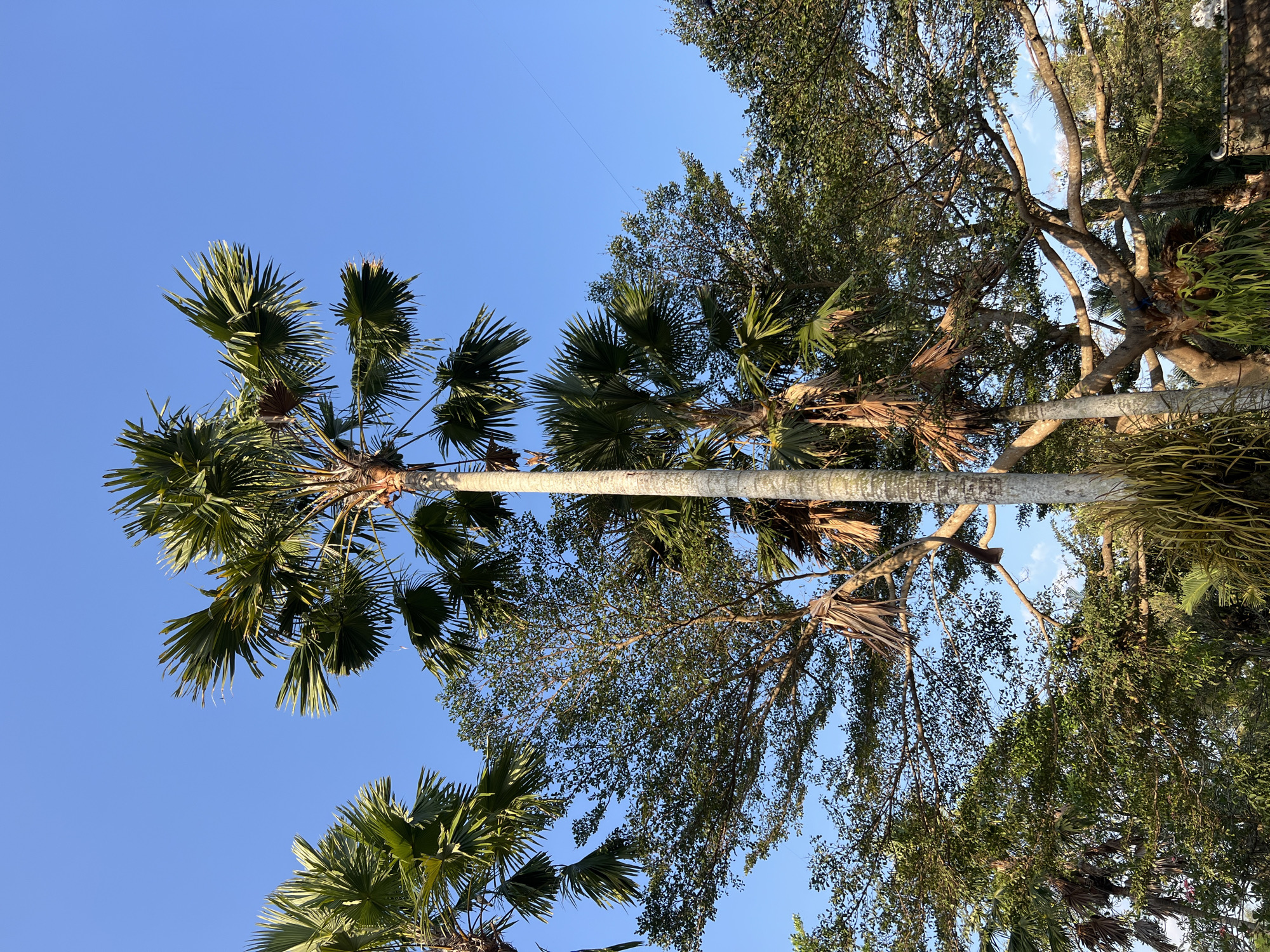 In Tlogoadi, Indonesia, a low-angle shot captures a vibrant scene of tropical vegetation against a clear blue sky. The foreground is dominated by the imposing trunk of a mature palm tree, its textured bark ascending upwards, adorned with hanging, dried palm fronds. To its left and right, other palm trees are visible, their distinctive fan-shaped leaves reaching towards the sky. A large, leafy tree with a wide canopy of smaller leaves stands behind the central palm, its branches spreading horizontally, interspersed with more palm trees. The overall impression is one of lush, natural abundance, bathed in the warm light of day.