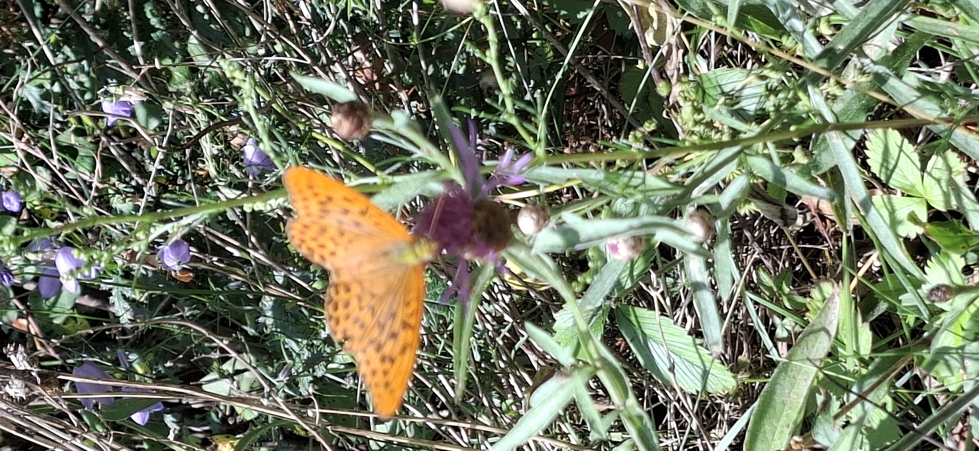 A bright orange butterfly with black spots is perched on a purple thistle-like flower in a field of green grass and dry stalks. The butterfly's wings are spread open, revealing intricate patterns. The background is a blur of green foliage and brown dried vegetation, suggesting a natural outdoor environment. The lighting indicates a sunny day. The scene is located in Panga, Estonia.