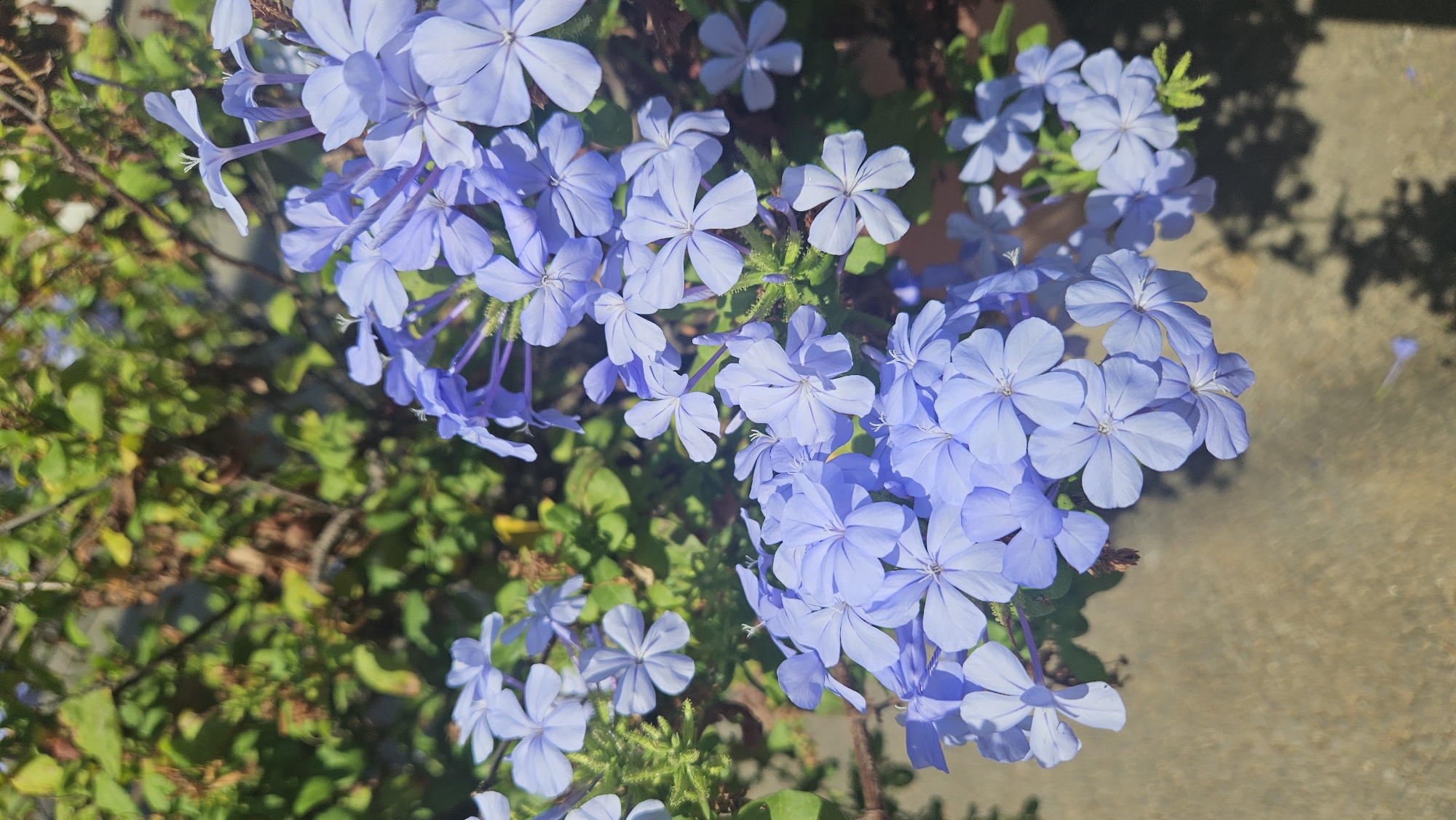 This is a close-up, vertical, outdoor photograph of a cluster of light blue flowers, likely Plumbago, in bloom. The flowers have five delicate petals and are arranged in clusters on thin stems. The background is blurred, showing green foliage and branches of a plant, with some sunlight dappling through. The lower portion of the image shows a textured, grayish-brown surface, possibly concrete or pavement, with a shadow cast by the flowers and foliage. There are no people or animals visible in the image. The scene is set in a natural environment, likely a garden or park. The specific location in L'Île-Rousse, France, cannot be determined from the visual information alone, as there are no identifying landmarks or contextual clues within the frame.
