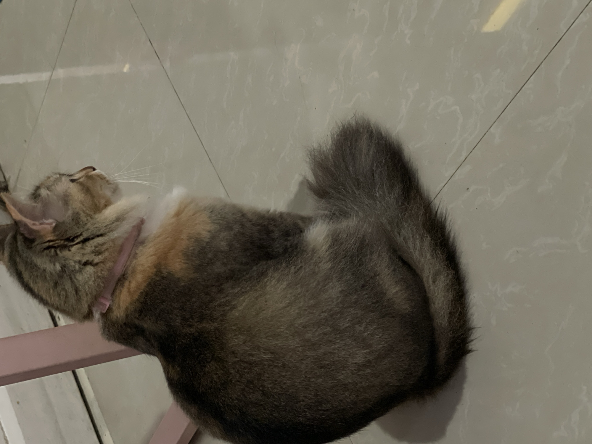 A calico cat is sitting on a tiled floor, facing to the right, with its tail curled around its body. The cat is wearing a pink collar. To the left of the cat, a portion of a pink chair leg is visible. The floor is light-colored with visible grout lines. The background is out of focus.
