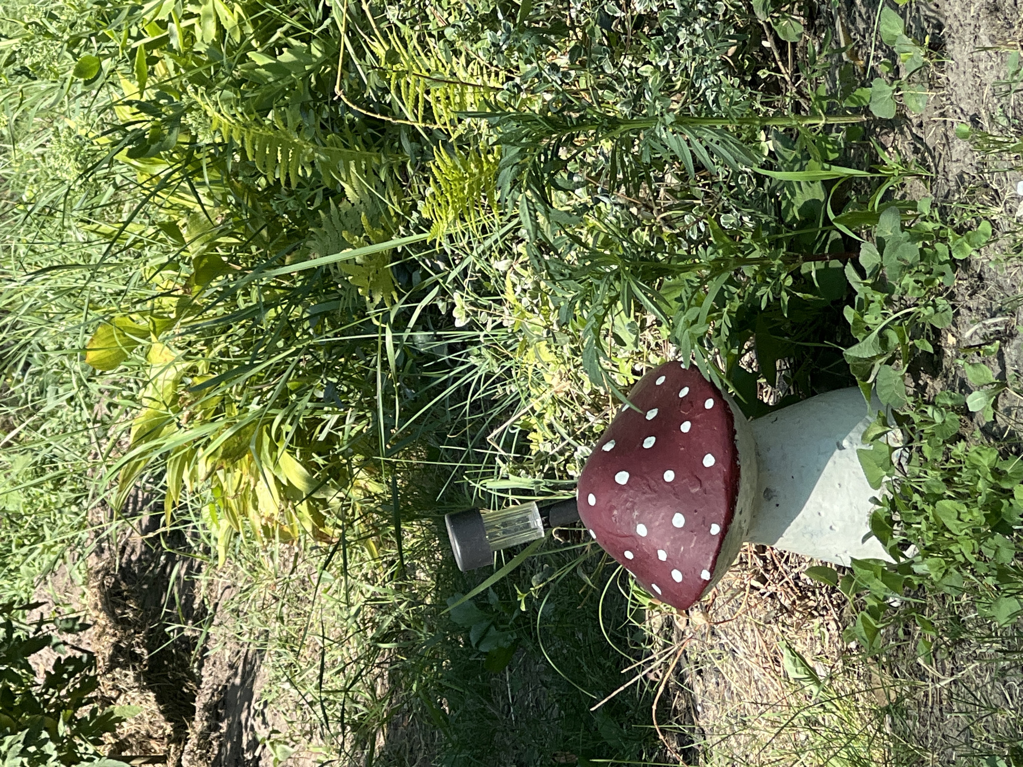A close-up shot, taken outdoors during the day, features a decorative garden mushroom. The mushroom is made of concrete and painted to resemble a toadstool, with a red cap dotted with white spots and a grey stem. A small solar-powered light is attached to the top of the mushroom's cap. The mushroom is situated in a garden setting, surrounded by various green plants, grasses, and some dry, brown ground cover. The background consists of dense foliage.