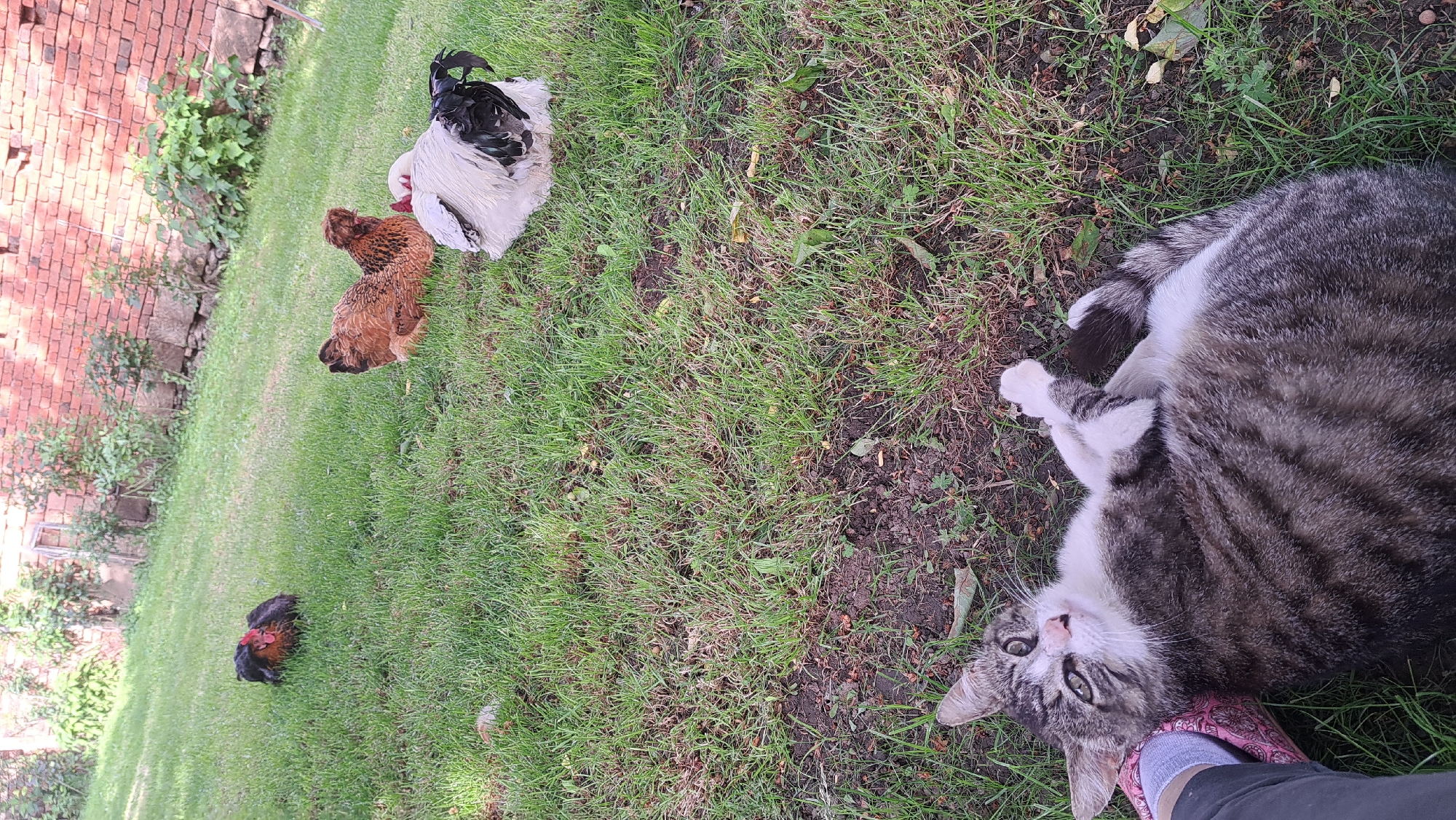 The scene is an outdoor grassy area in Unknown, Unknown, where a tabby cat lies on the ground, belly up, and looking directly at the viewer. Its paws are up, as if playing. Nearby, there are three chickens of varying colors: a white chicken with black tail feathers, a reddish-brown chicken, and a dark chicken with some red plumage. The chickens are scattered across the grassy area. A brick wall is visible in the background. A foot in a patterned slipper is visible near the cat's head.