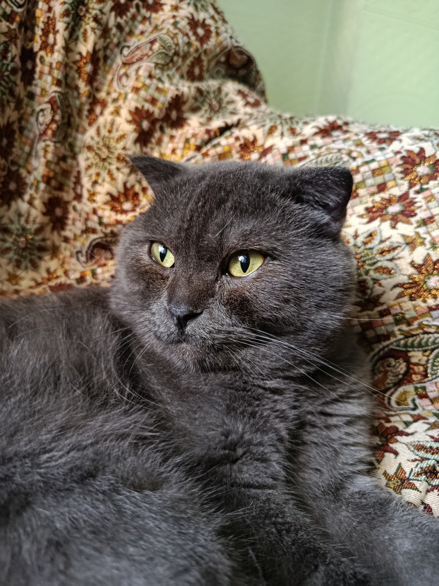 A grey British Shorthair cat with bright yellow eyes is lying on a patterned fabric. The fabric has a floral design with colors of beige, brown, and red. The background appears to be a light green wall and the fabric draped over a piece of furniture. The cat is looking to the left of the frame with a neutral expression. The image is a close-up shot, focusing on the cat's face and upper body. There is no indication of the city of Baku, Azerbaijan, in the image.