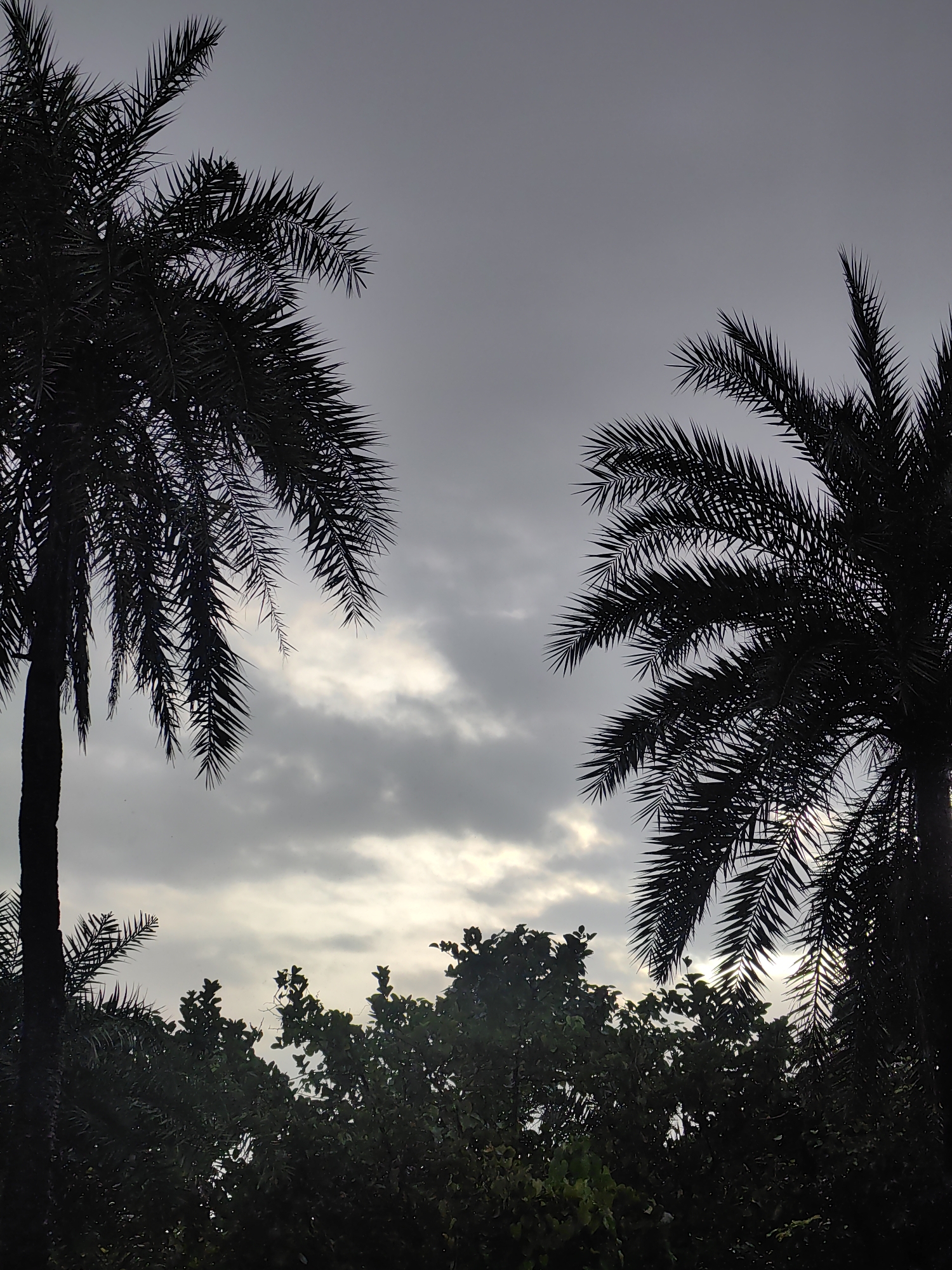 The image captures a sky filled with dramatic clouds, tinged with the soft light of either dawn or dusk. Silhouetted against this sky are the fronds of two palm trees, their sharp, pointed leaves creating a striking contrast. Below the palm trees, a dense canopy of green foliage is visible, hinting at lush vegetation. The overall mood is serene and slightly melancholic, with the natural elements dominating the scene. The image was taken in Vasai-Virar, India.