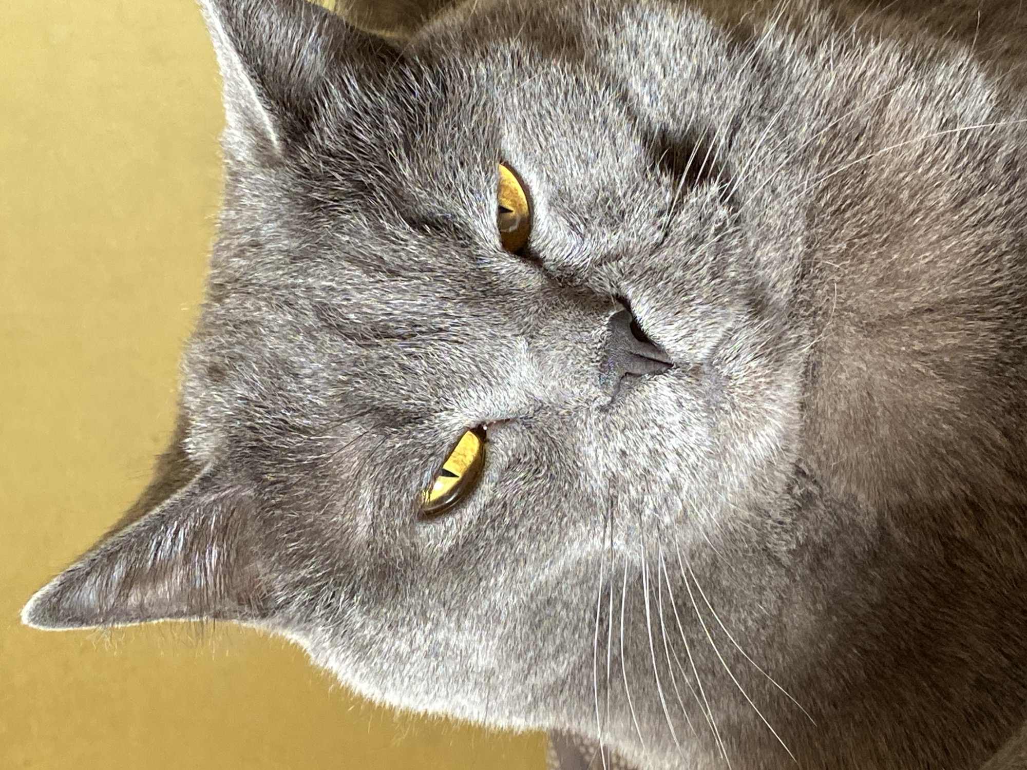 The image is a close-up of a gray cat's face. The cat has golden eyes and a dark nose. The background is a plain, light yellow color. The cat's head is tilted to the side. There is no information in the image or context to suggest the location is Votkinsk, Russia.