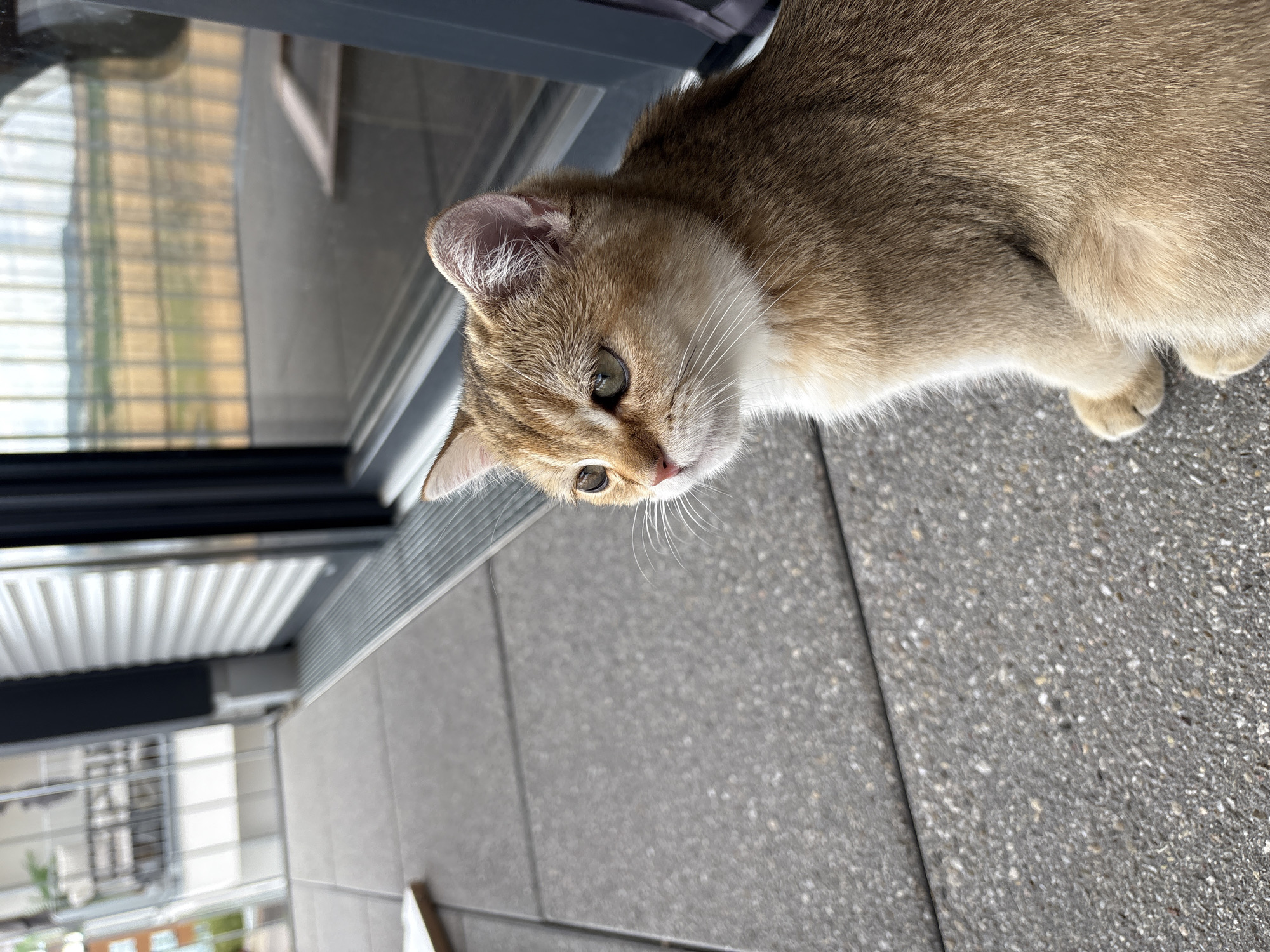 A golden British Shorthair kitten sits on a grey tiled balcony in Bönnigheim, Germany. The kitten is facing left, with its head turned slightly to the side. Its fur is a mix of golden brown and cream, with darker tabby markings on its ears and face. The kitten has large, expressive green eyes and delicate white whiskers.
The balcony floor is made of large, grey concrete tiles. To the left of the kitten, a white object, possibly a piece of wood or cardboard, is partially visible. Behind the kitten, a dark grey roller shutter is closed. Beyond the shutter, a large glass door or window reflects the outdoor environment. The reflection shows a balcony railing with potted plants and the facade of a building on the left, and a blurred view of fields and trees under a cloudy sky on the right. A thin metal grate runs along the edge of the balcony, parallel to the roller shutter. The overall scene is one of domestic tranquility, with the kitten as the sole subject.
