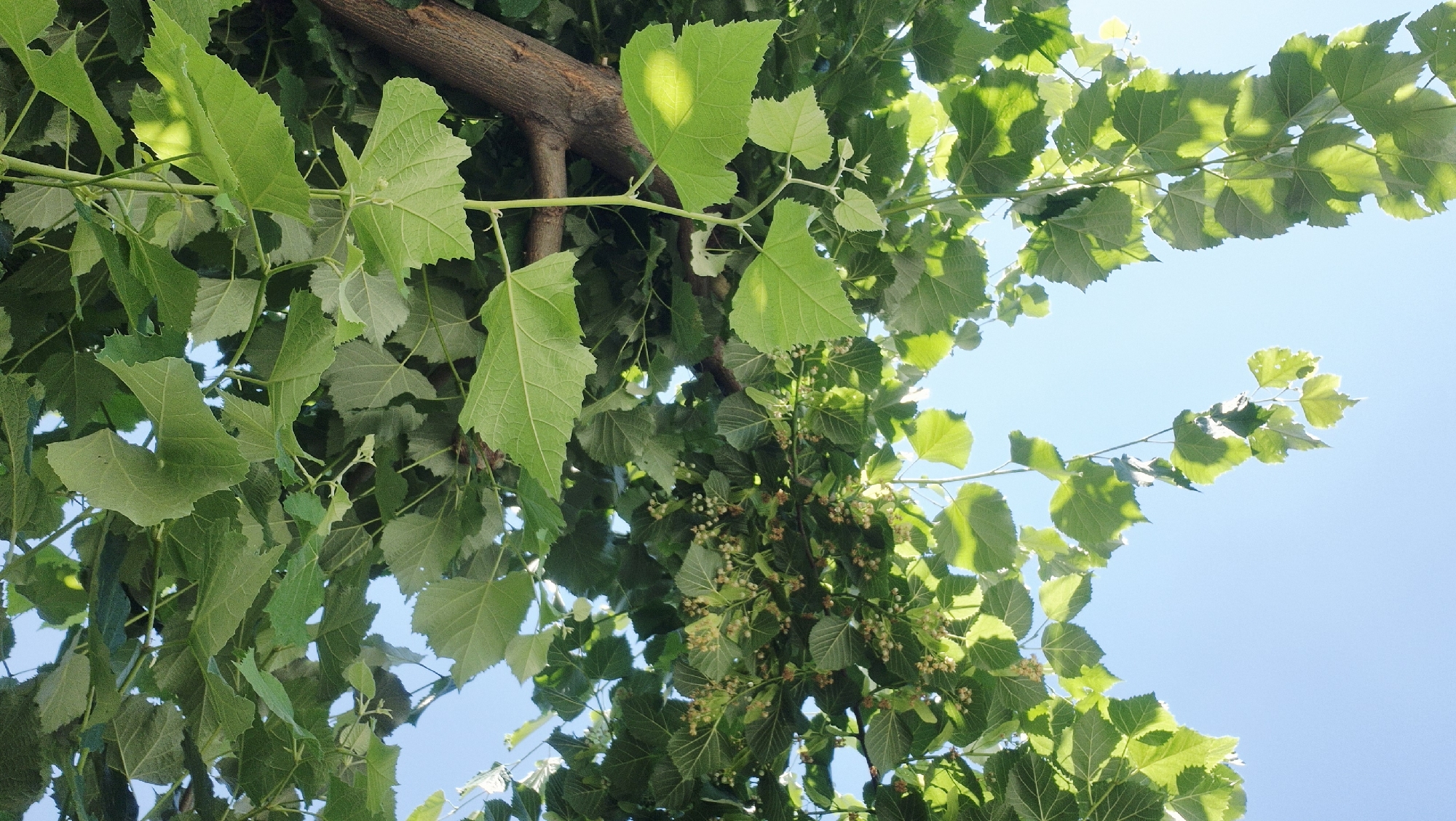 The image depicts a close-up, low-angle view of lush green foliage and branches of a tree against a clear blue sky. The leaves are vibrant and appear to be in full bloom, with some smaller clusters of light-colored blossoms visible among them. Sunlight filters through the leaves, creating dappled patterns and highlighting some of the leaves with a bright yellow glow. A section of the tree's brown bark is visible on the right side of the frame. The perspective is looking upwards, suggesting the viewer is beneath the tree canopy. The scene is natural and appears to be outdoors in an area with ample sunlight. No people, animals, or man-made structures are visible. This natural scene could be found in many locations within Chișinău, Moldova, such as a park, a garden, or along a tree-lined street.