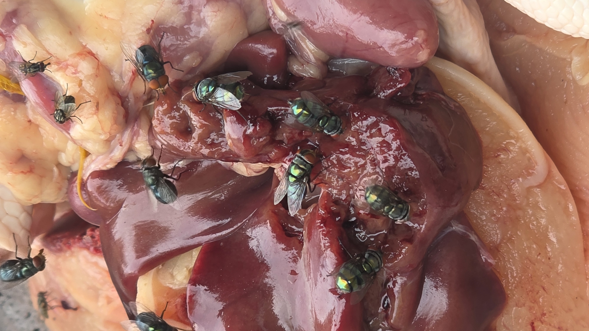 The image depicts raw chicken organs and tissues, possibly a chicken carcass, infested with multiple green bottle flies. The organs, including liver and other tissues, are reddish-brown and sit atop paler chicken flesh. Approximately a dozen flies, identified by their metallic green bodies, are seen crawling on the meat. Location information suggests the image was taken in Lhokseumawe, Indonesia.