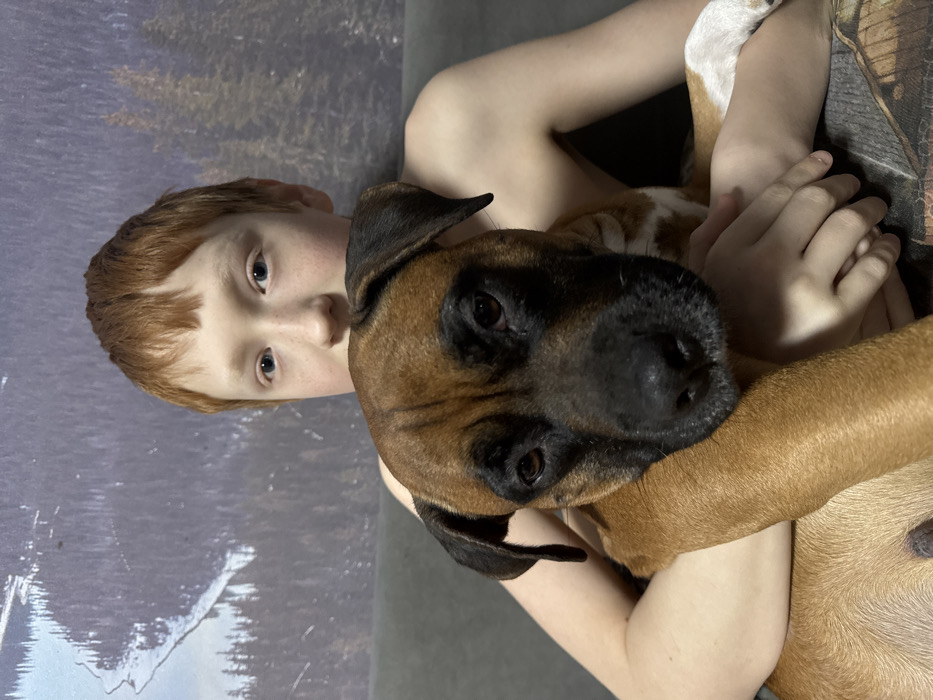 The image captures a young male child embracing a fawn-colored dog in an indoor setting. The child, with reddish-blonde hair and light blue eyes, has his lower face partially obscured by the dog's head. He appears to be shirtless, holding the dog with both arms wrapped around its body. The dog, consistent with a Boxer or Boxer mix, features a black muzzle, dark floppy ears, and dark eyes, and is looking directly at the viewer. White markings are visible on the dog's right paw. Behind the subjects is a large backdrop or tapestry depicting a winter landscape with snow-dusted evergreen trees and a winding, partially frozen body of water. A dark, possibly upholstered, surface is visible beneath the child and dog. The precise location within the city of Chaikovsky, Russia, is not discernible from the visual evidence in the image.