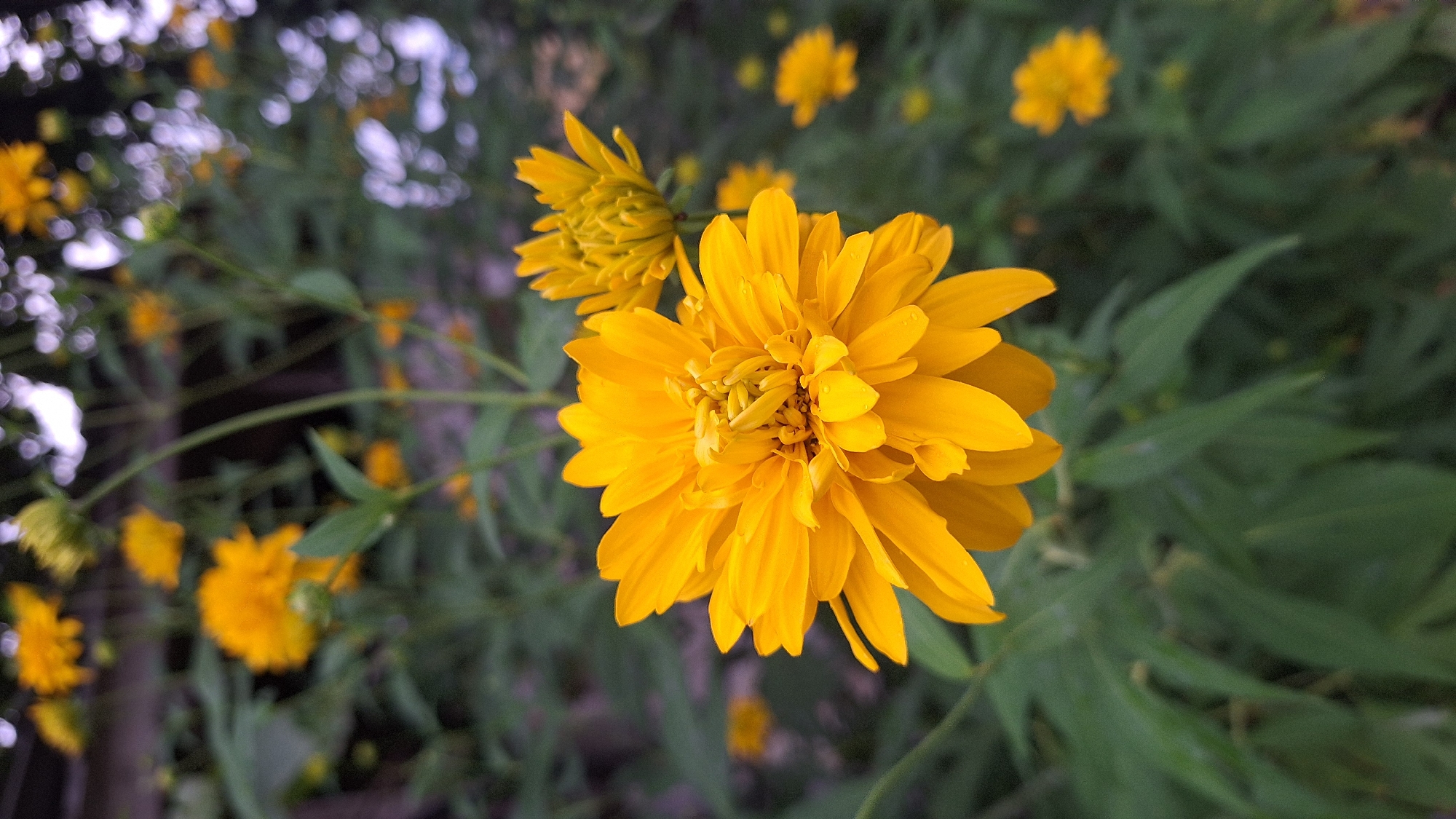 This is a close-up, vertical, outdoor shot of a bright yellow, double-petaled flower in focus. The flower is composed of many tightly packed petals that radiate outwards, with a more complex center. In the background, out of focus, are other yellow flowers, some in bloom and some appearing as buds. There are also green leaves and stems visible, creating a natural, garden-like environment. The lighting suggests it is daytime, possibly overcast or late afternoon, as the light is soft and diffused. The image does not contain any identifiable landmarks or people, nor does it offer clues to its specific location within Latvia, or any city.