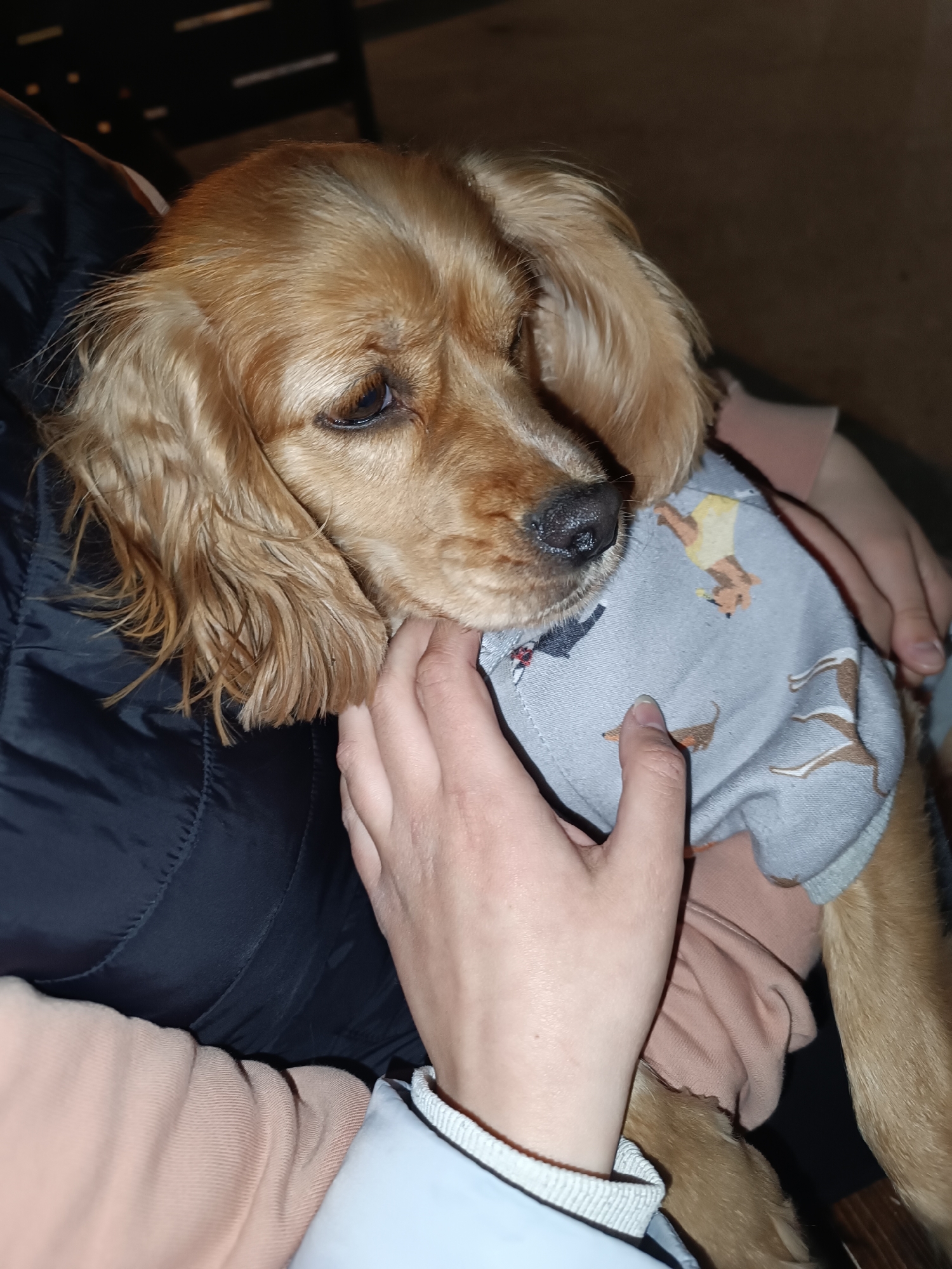 This close-up photograph features a light brown or golden-furred dog, possibly a Cocker Spaniel, being gently held by a person. The dog is wearing a light gray pet sweater patterned with various small, brown, cartoon-like dog figures, including a dachshund. Its gaze is directed softly downwards and to the right, indicating a calm and relaxed demeanor.
The hands of the person holding the dog are prominent, delicately touching the dog's fur around its neck and chest, suggesting an affectionate interaction. The person is dressed in a black quilted jacket or vest over a light peach-colored long-sleeved shirt, with a detail of a light blue or white cuff also visible.
The background is dark and out of focus, implying an intimate setting, likely indoors with subdued lighting or outdoors at night. The lighting highlights the dog and the comforting interaction. The scene conveys a feeling of warmth, companionship, and tenderness. There is no visible text in the image. The location is Pleven, Bulgaria.
