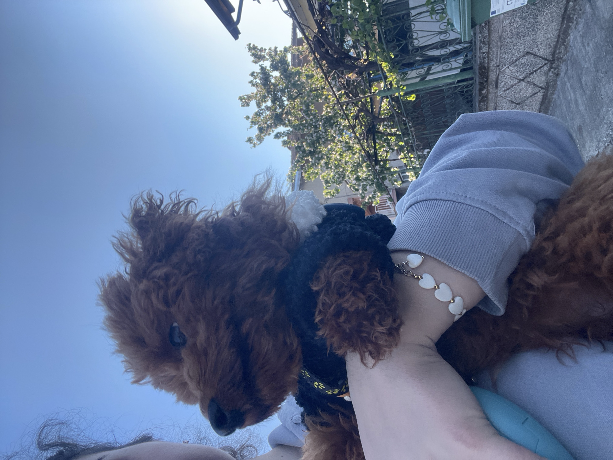A brown poodle with a black and white collar is being held by a person wearing a gray long-sleeve shirt and a heart-shaped charm bracelet. The scene appears to be outdoors in an urban environment. The background features buildings, a tree with green foliage, and a clear blue sky. The photograph might have been taken in Sofia, Bulgaria, considering the urban setting and architectural style.